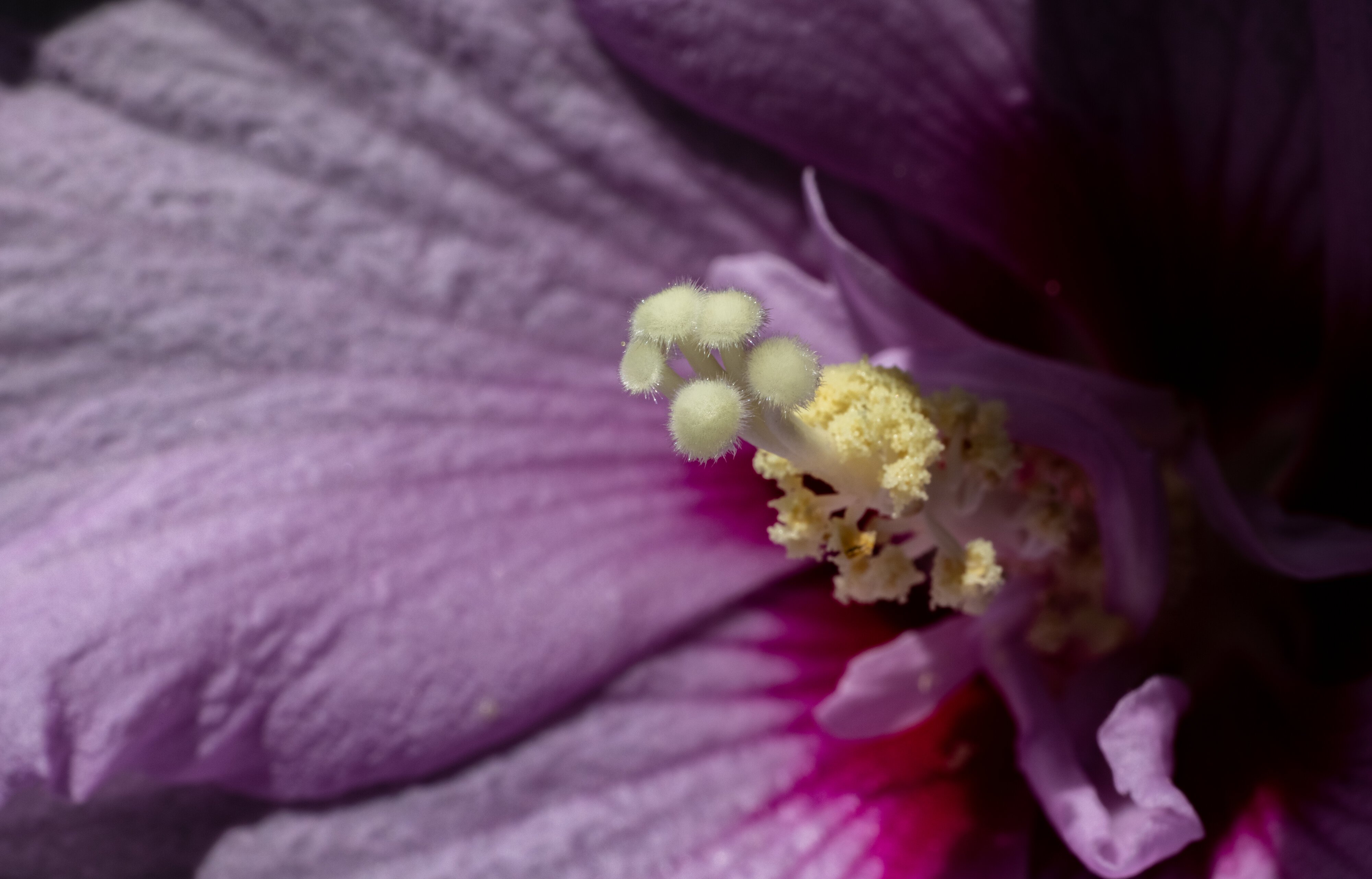 Lavender Chiffon