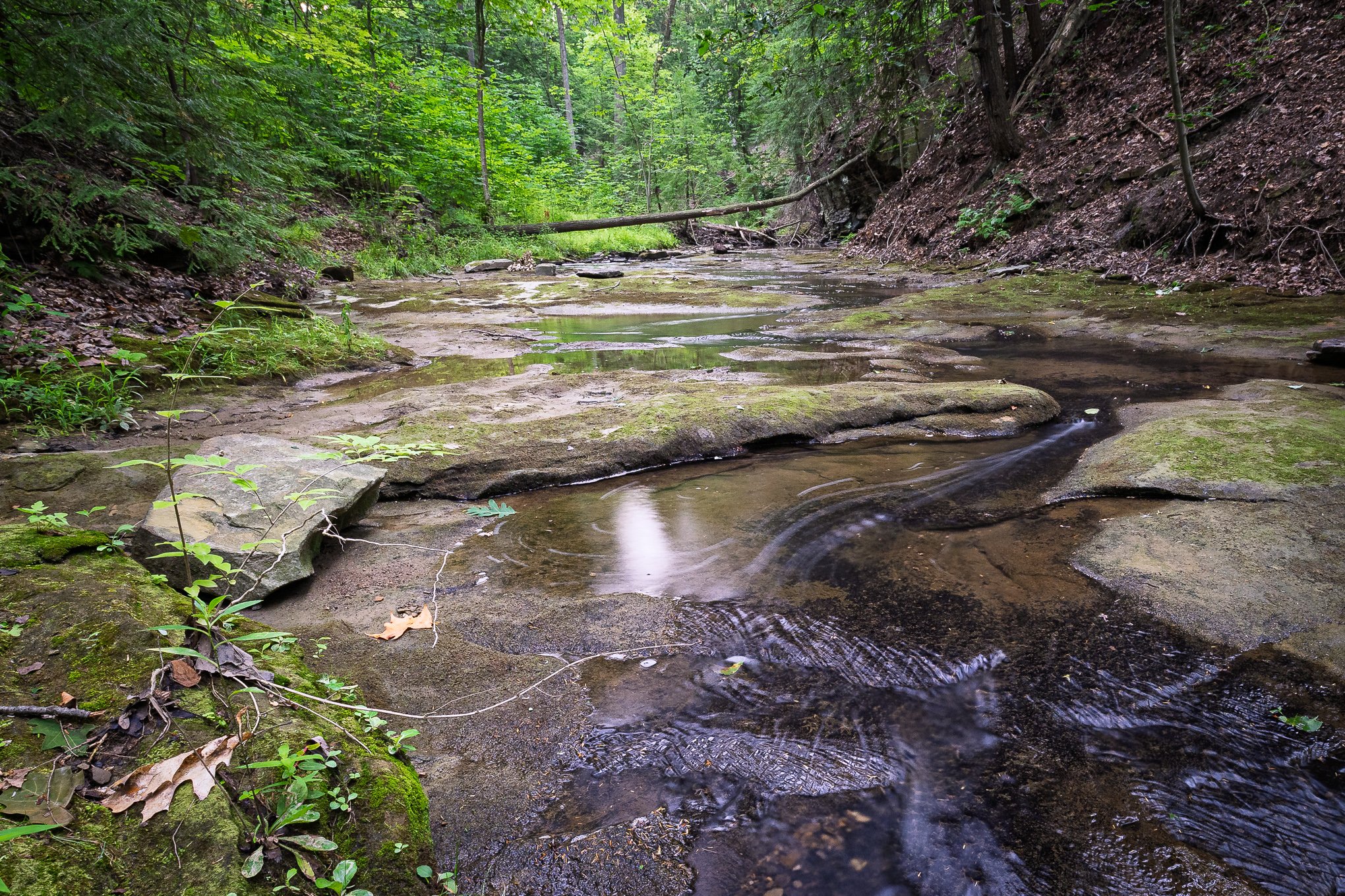 Lazy Summer Creek