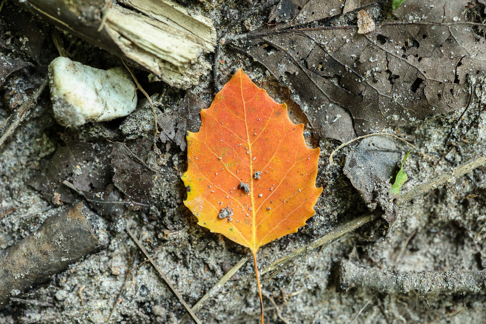 leaf