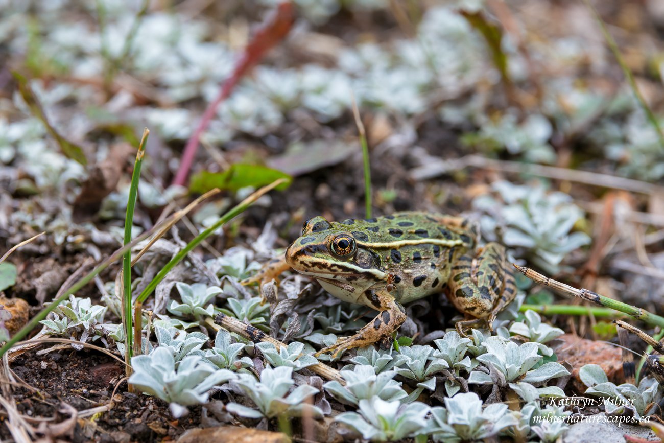 Leopard Frog.jpg