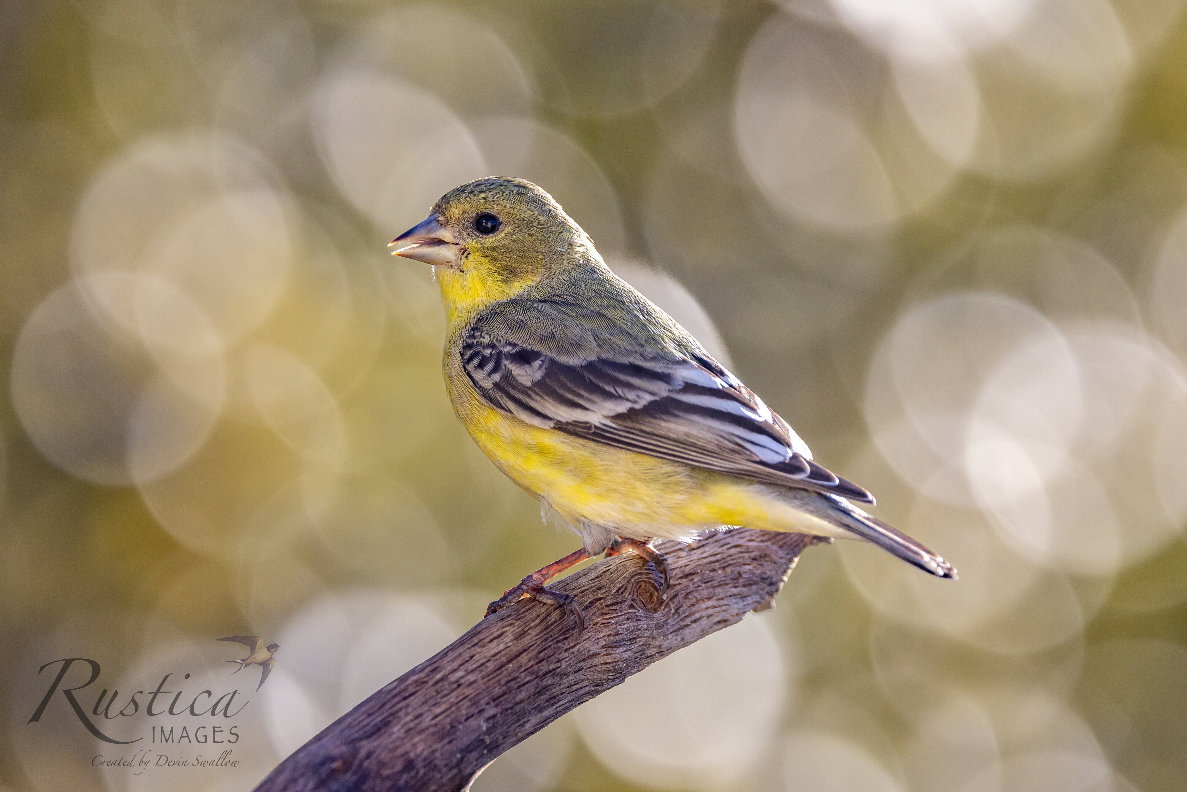 Lesser goldfinch, female, backyard