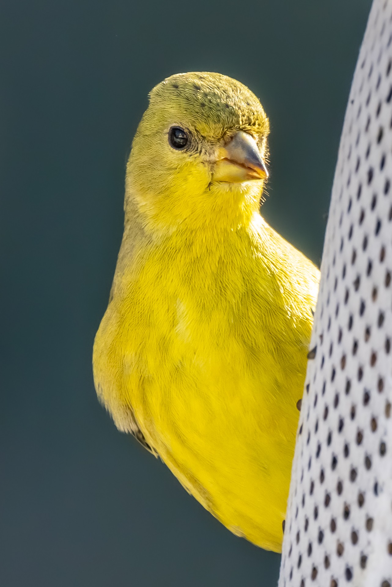 Lesser Goldfinch (female)