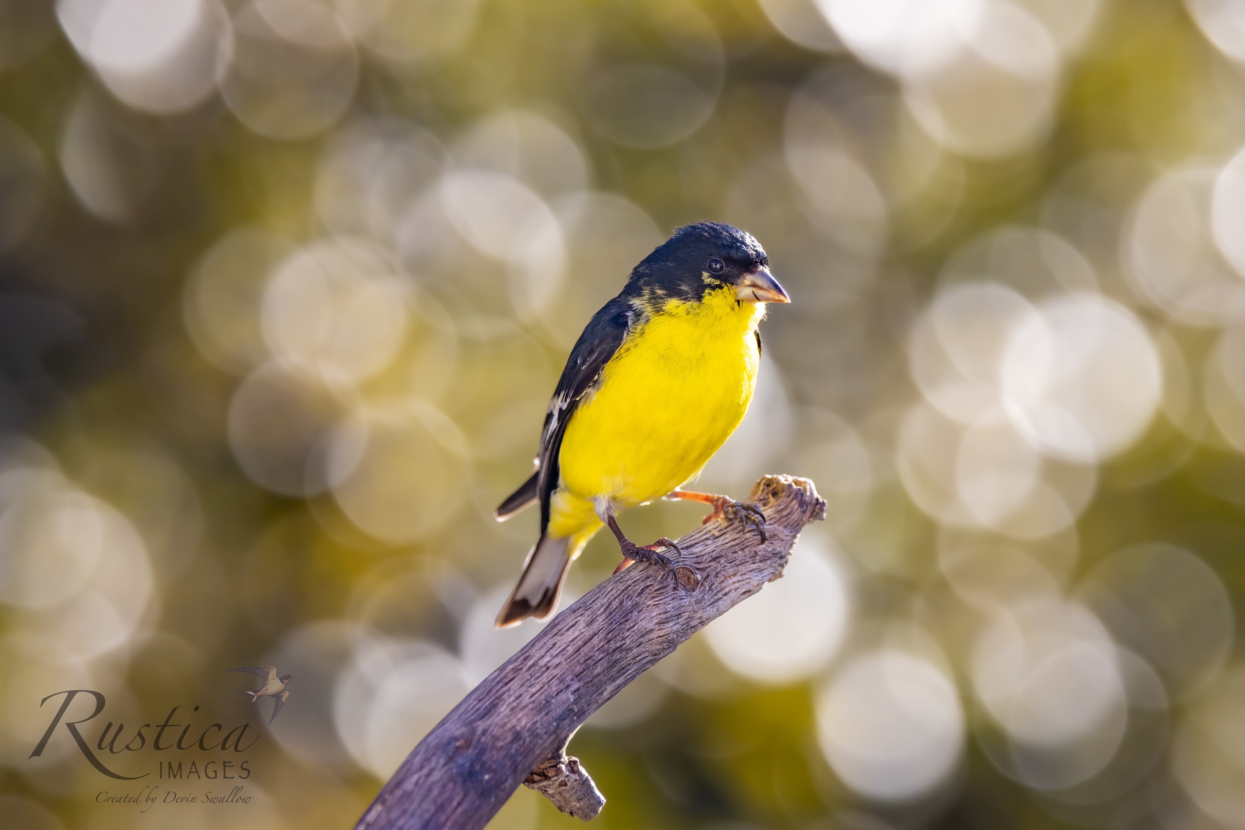 Lesser goldfinch, male, backyard