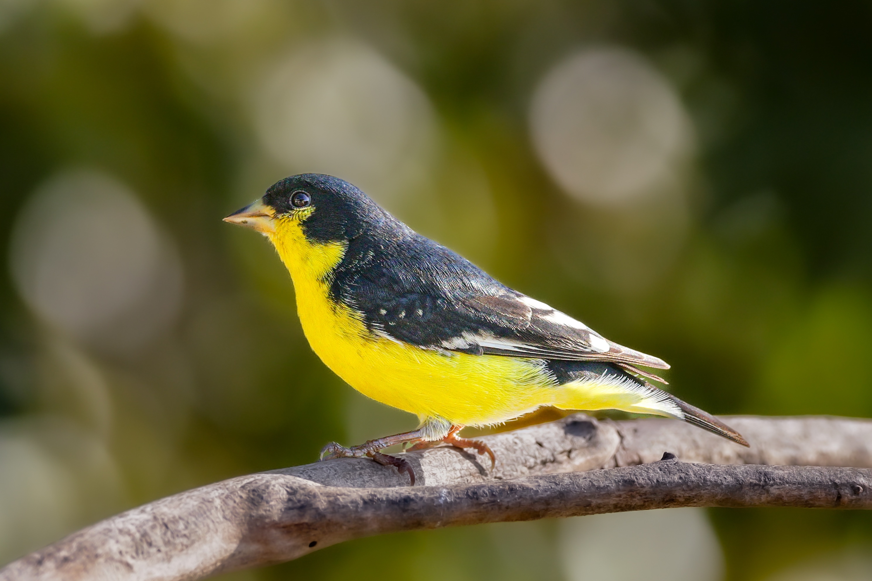 Lesser Goldfinch, San Antonio