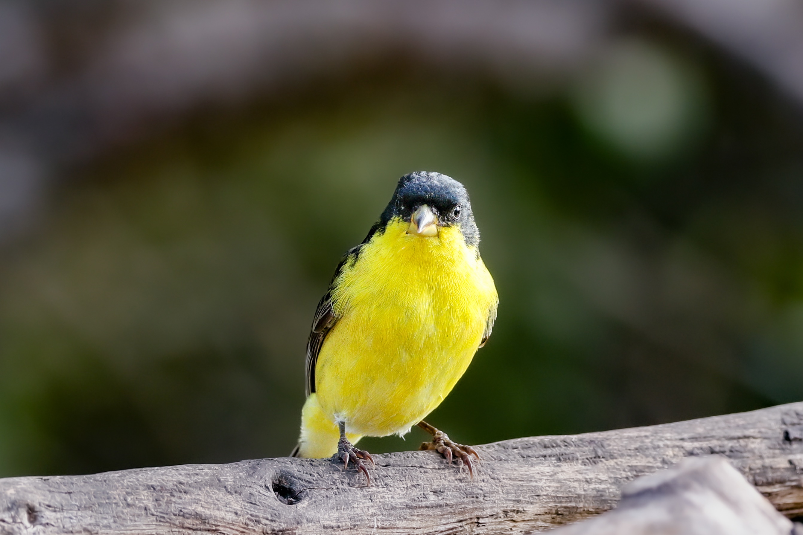 Lesser Goldfinch, San Antonio