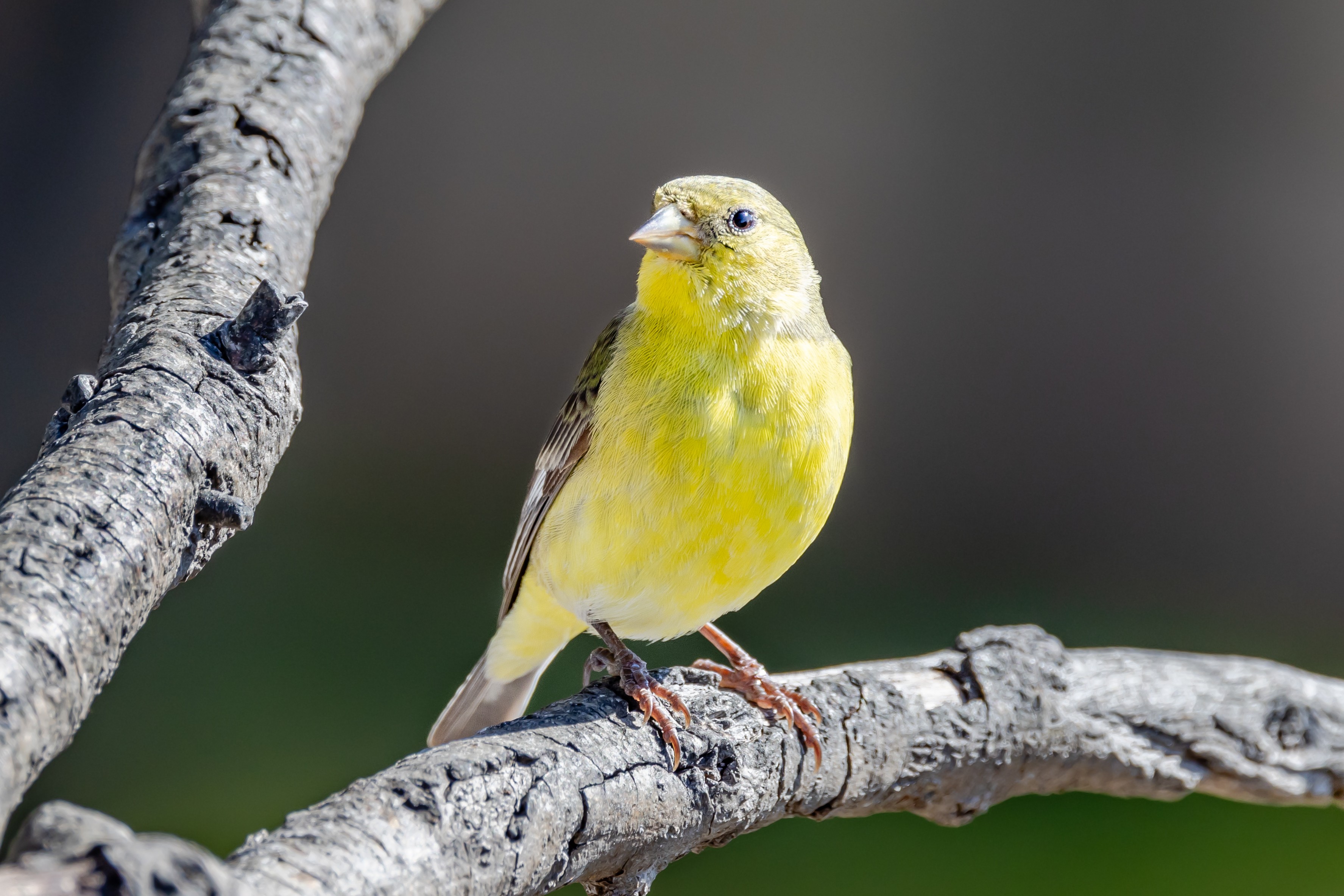 Lesser Goldfinch | Canon RF Shooters Forums