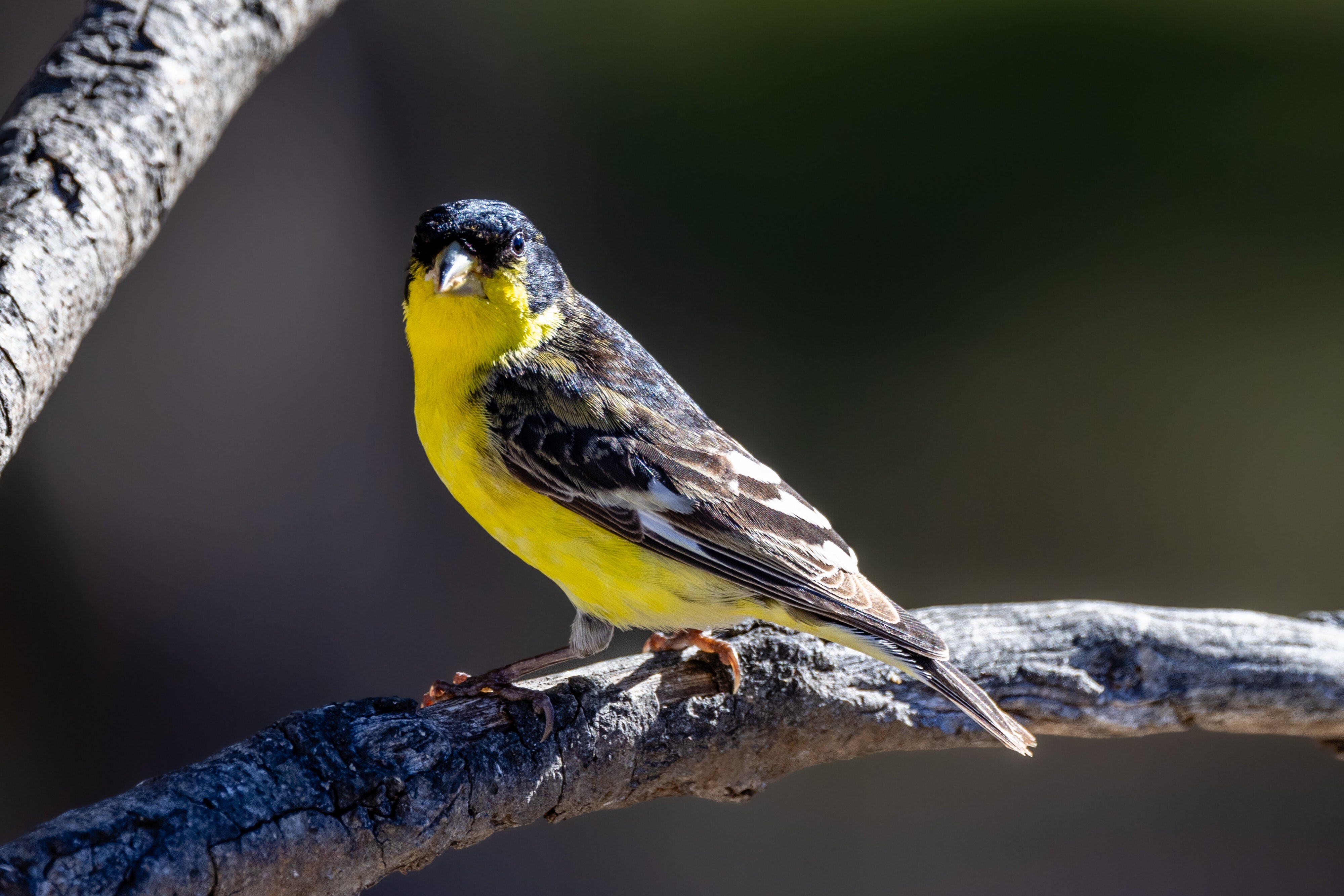 Lesser goldfinch | Canon RF Shooters Forums