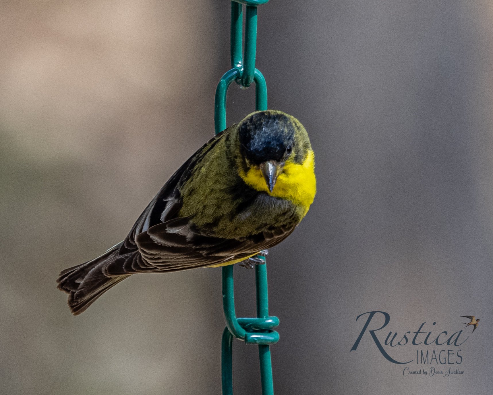 Lesser Goldfinch