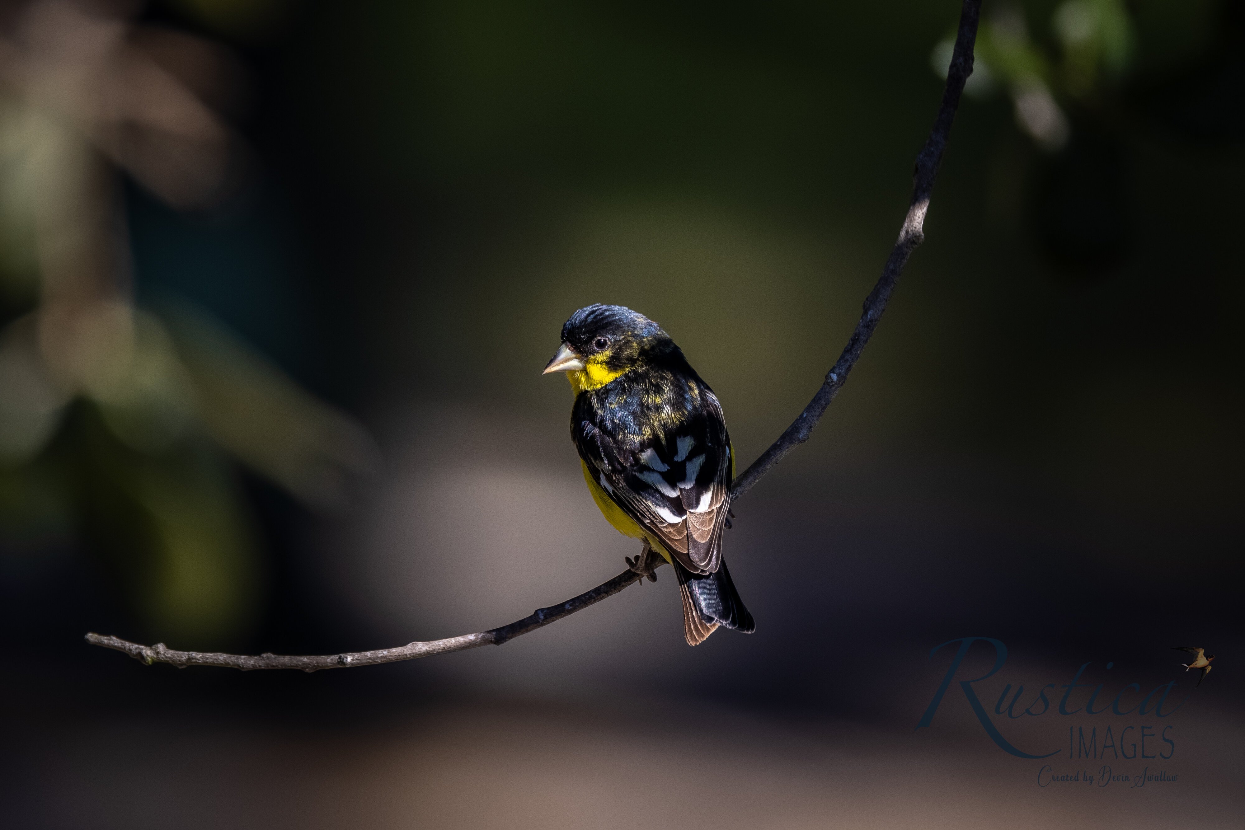 Lesser Goldfinch