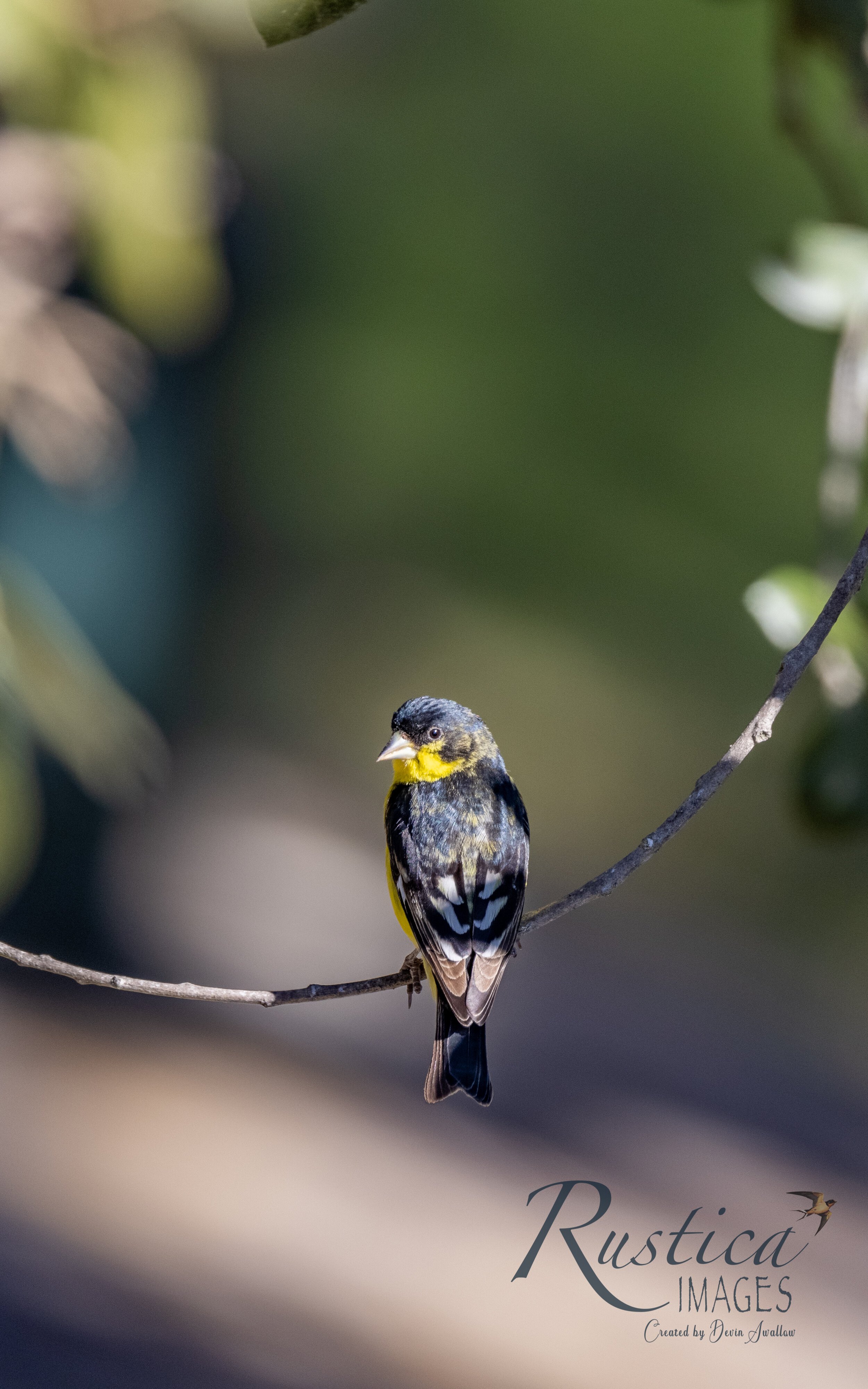 Lesser Goldfinch