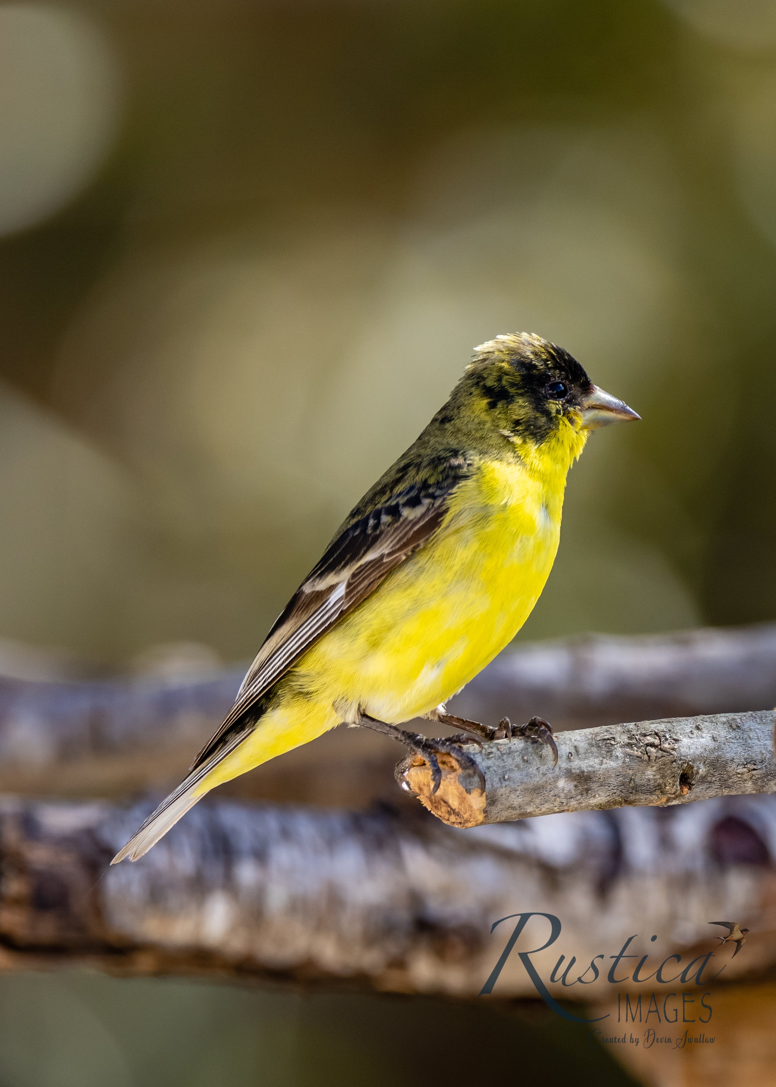 Lesser Goldfinch