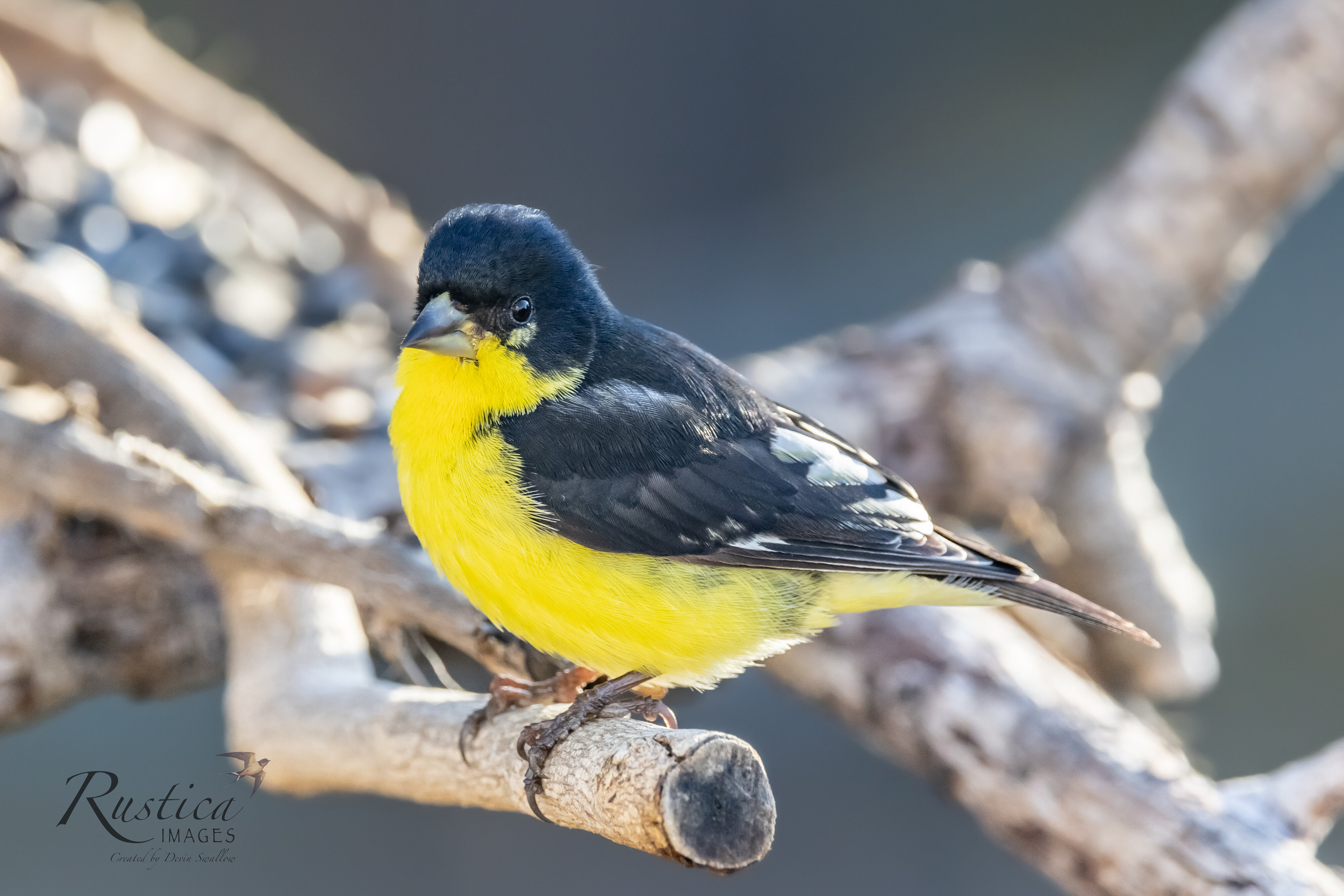 Lesser Goldfinch | Canon RF Shooters Forums