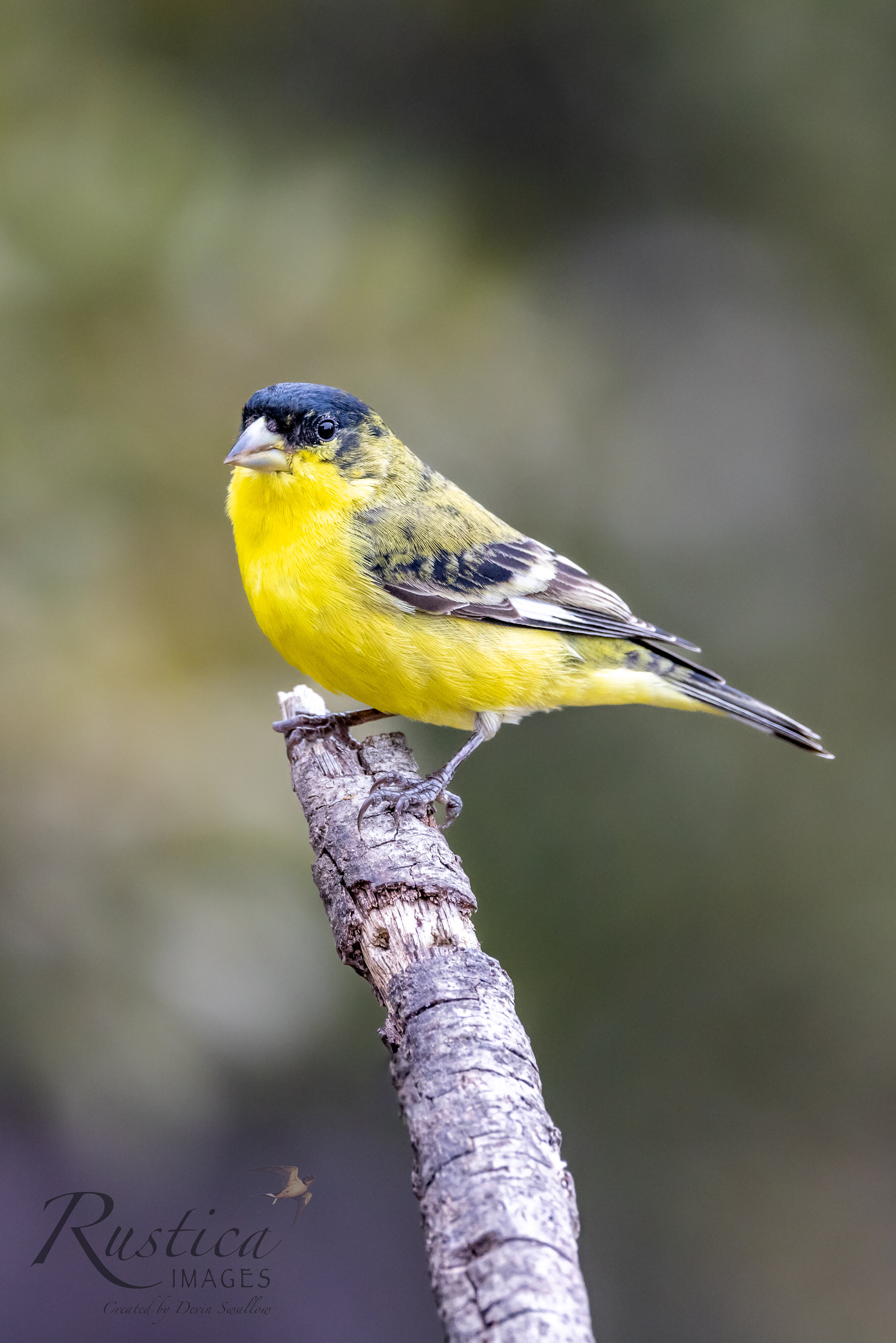 Lesser Goldfinch