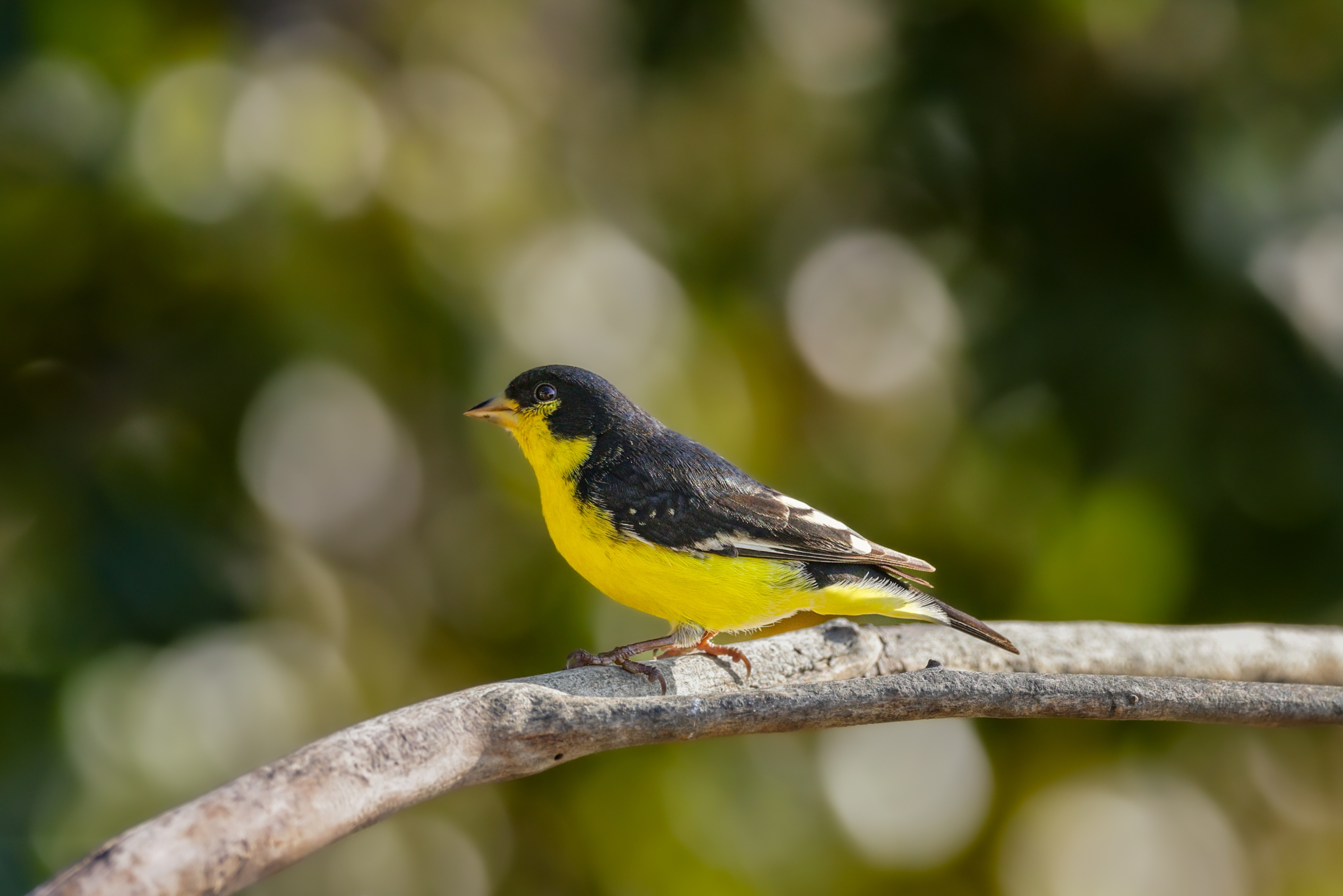 Lesser yellow finch