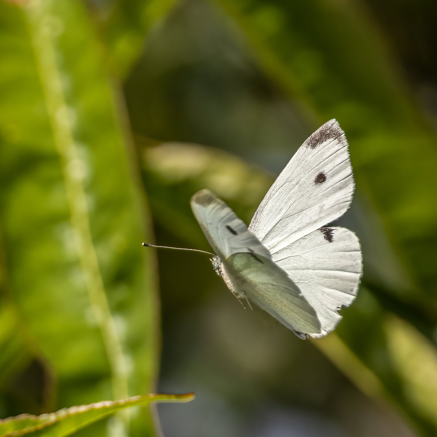 Light Wings