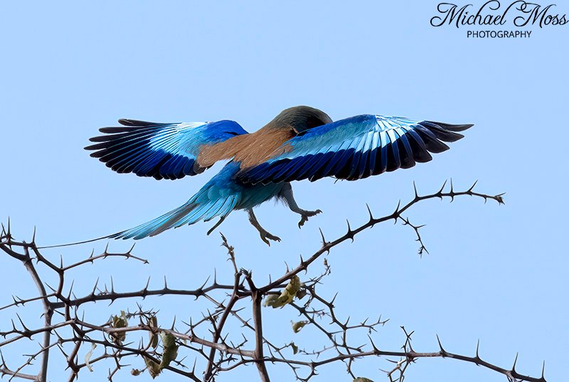 Lilac breasted roller landing approach