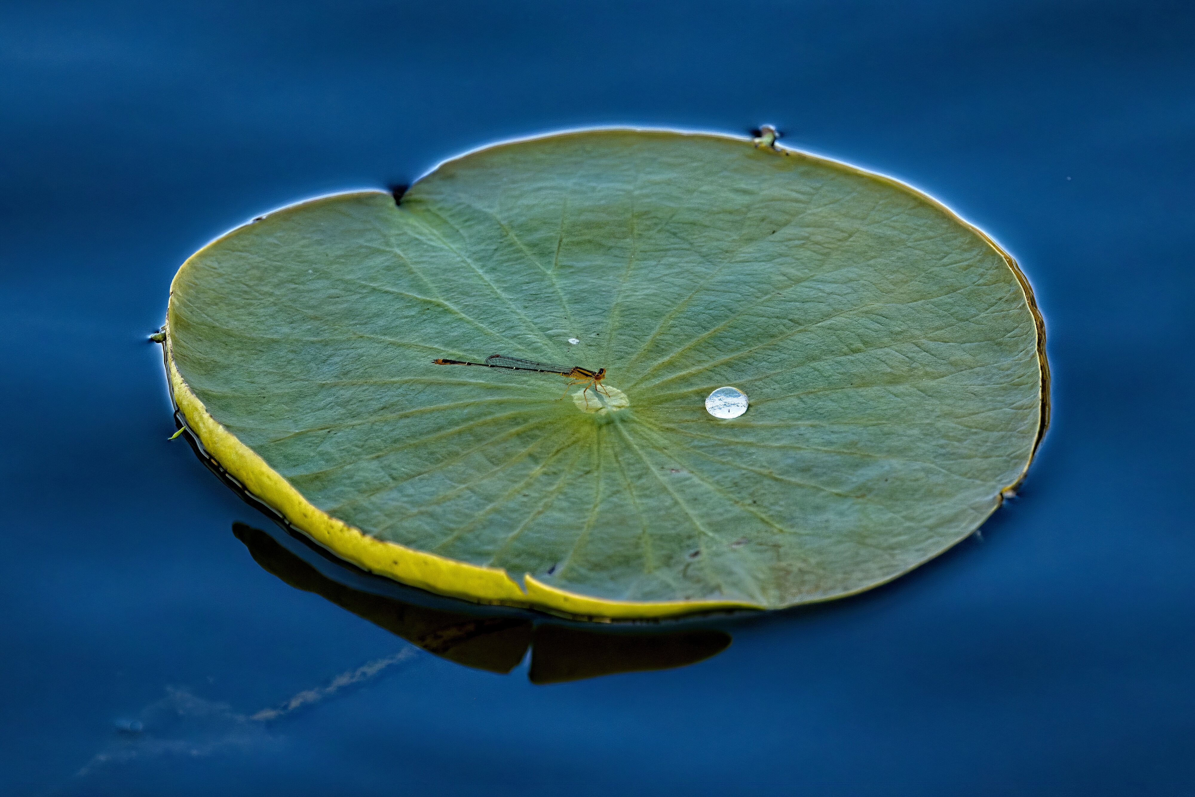 lily pad with dragonfly