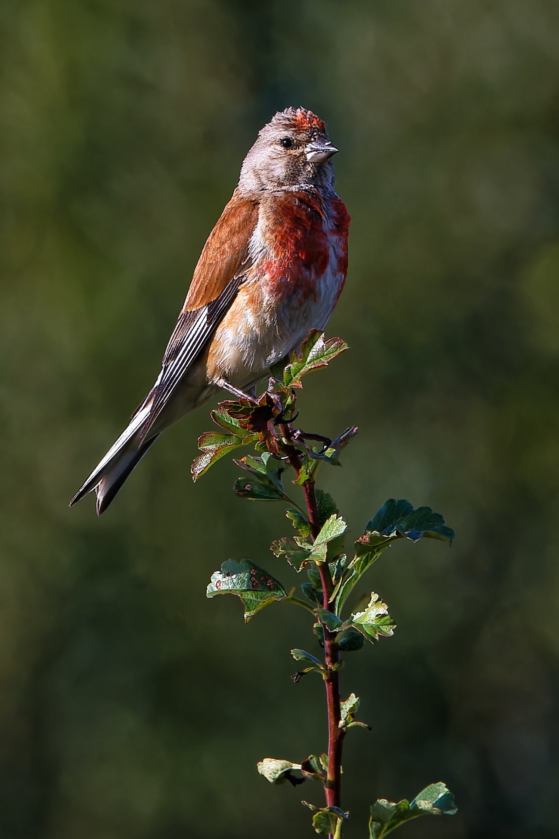 Linnet (m)