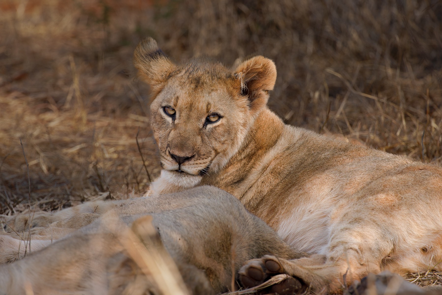 Lion Cub- -Aren't I cute--.jpg