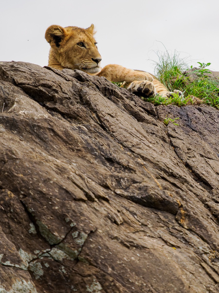 Lion Cub on the rocks.jpg