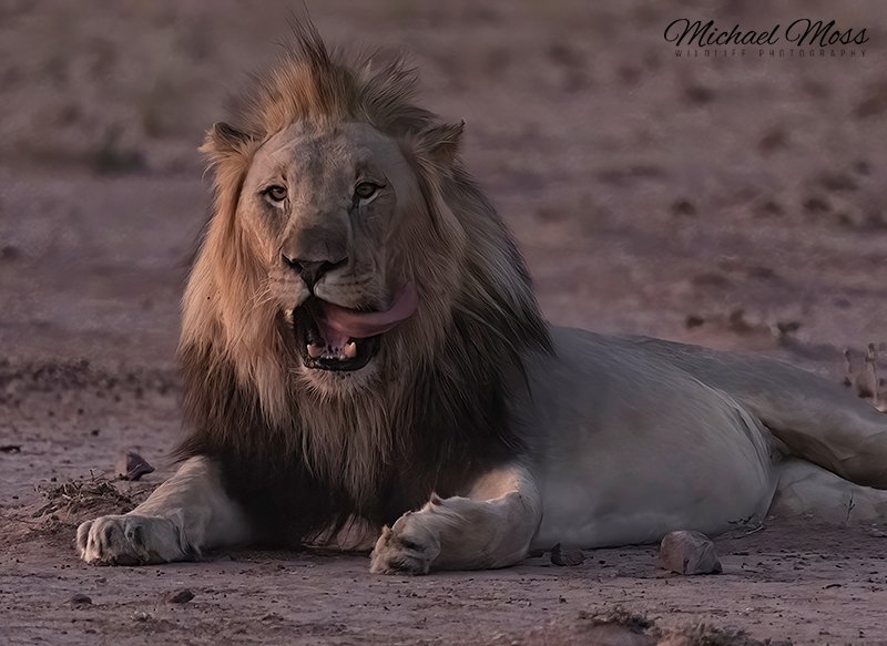 Lion Marataba very low light ISO 25600