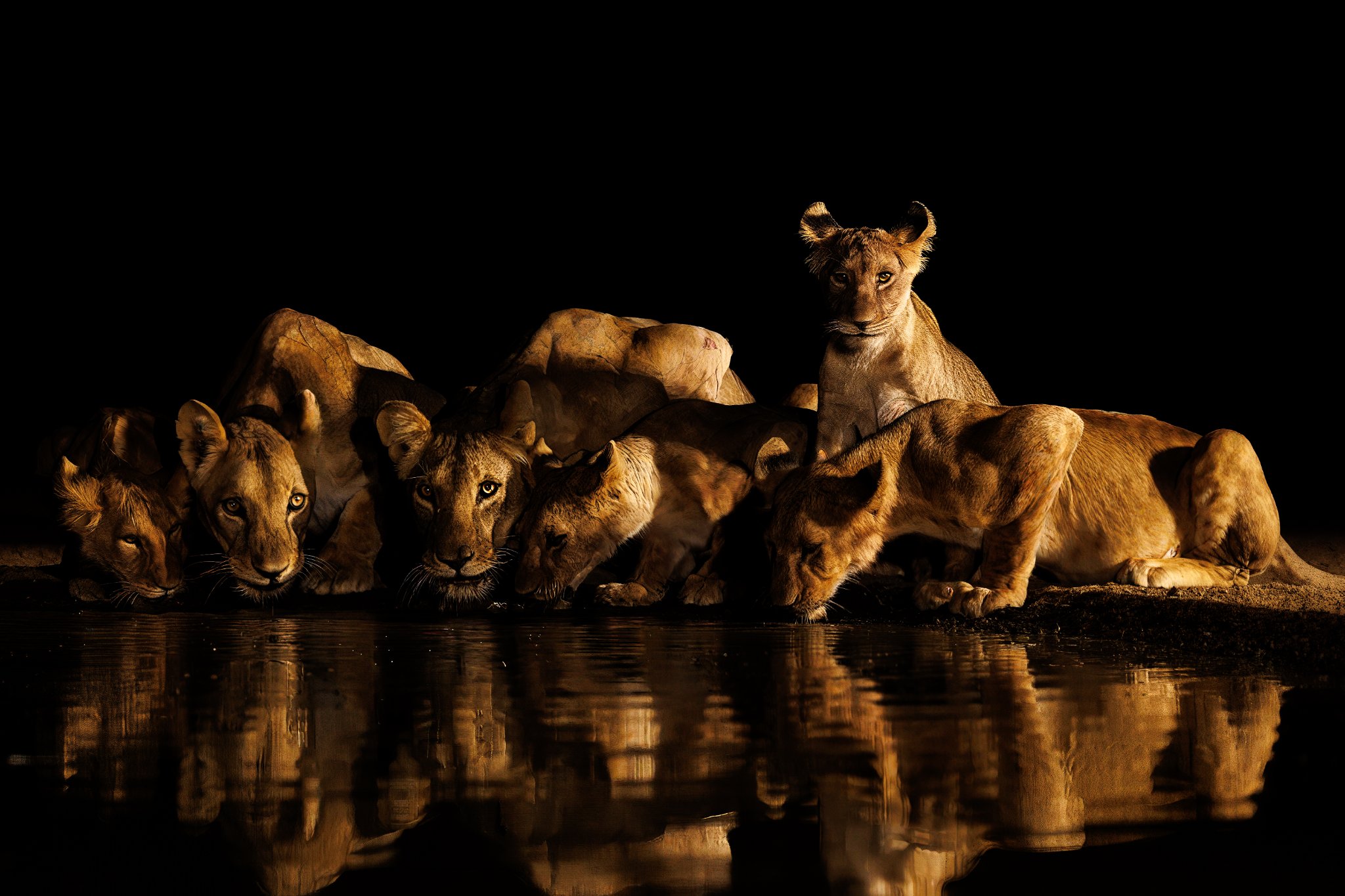 Lions Waterhole, Shompole, Kenya.jpg