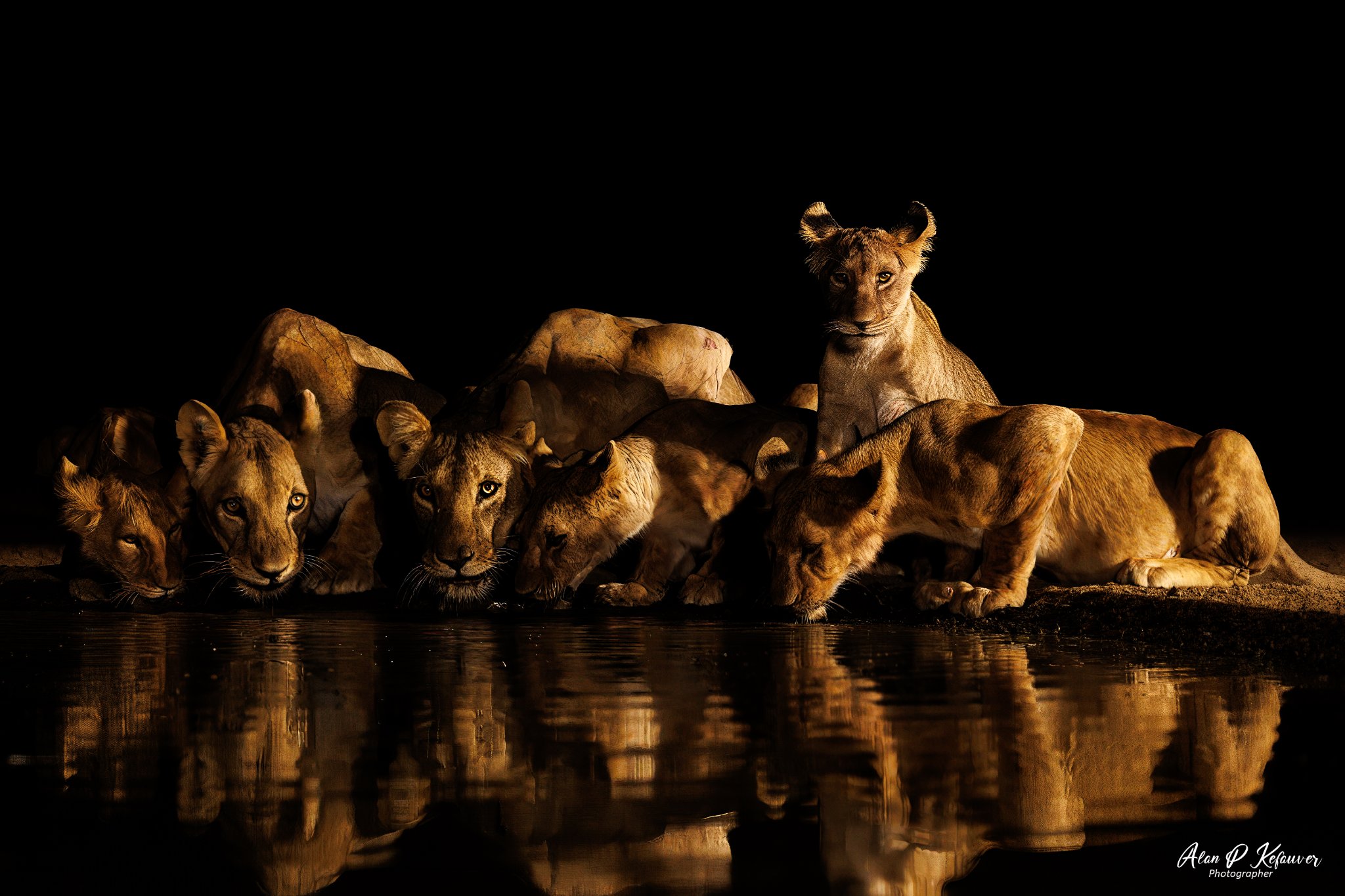 Lions-with-Copyright.jpg