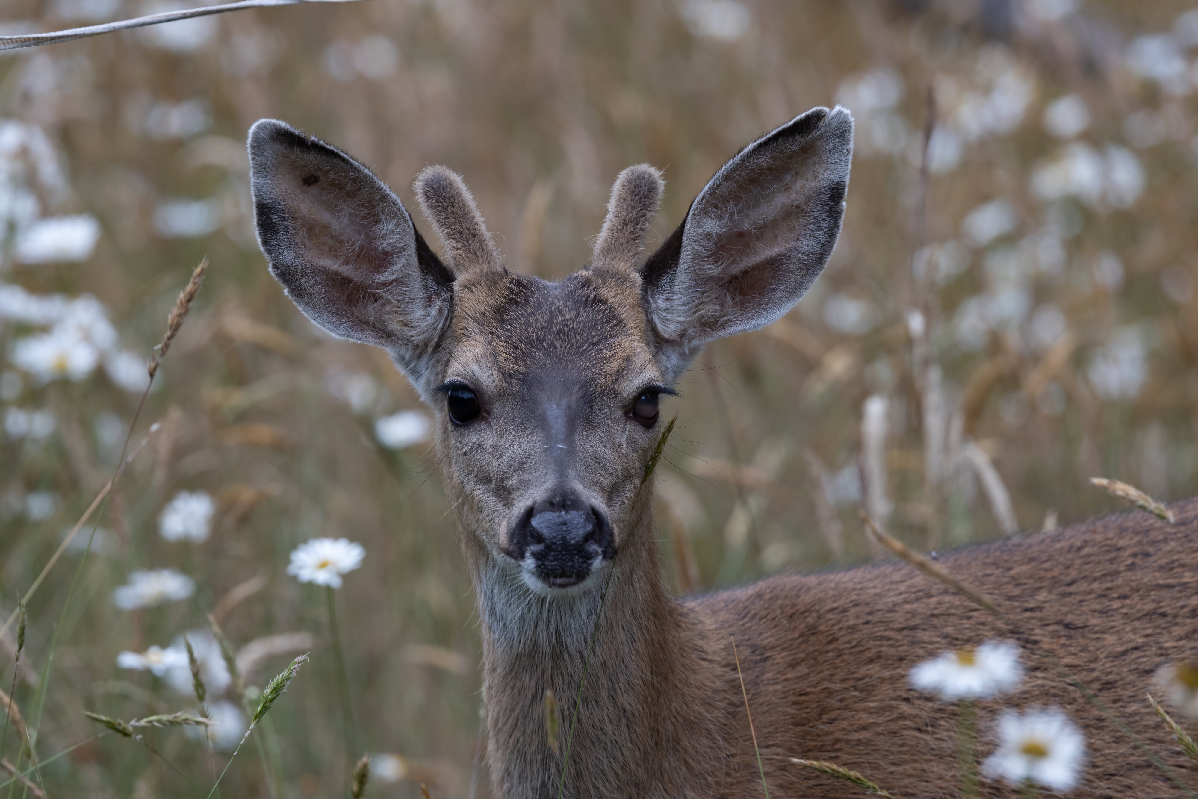 Little Buck