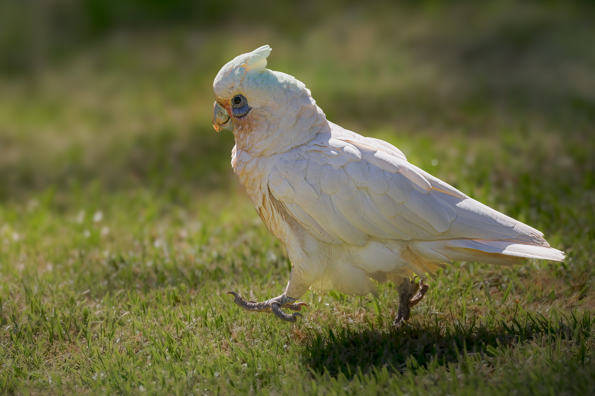 Little Corella.jpg