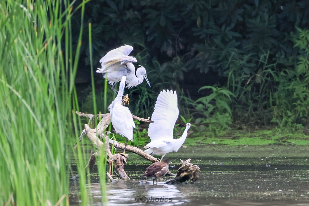 Little Egret. Warnham NR