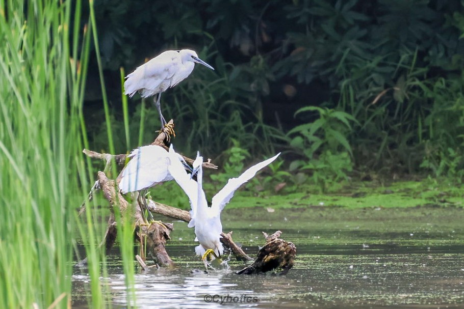 Little Egret. Warnham NR