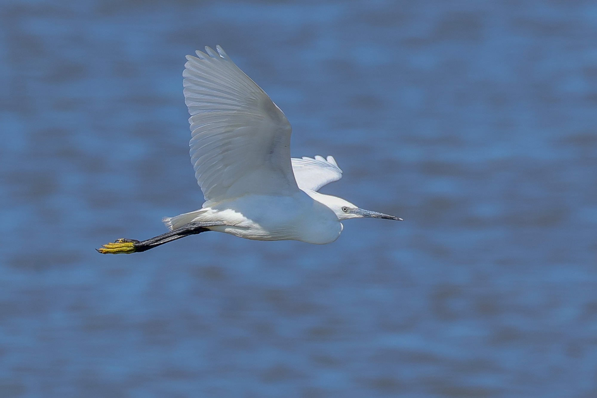 Little Egret