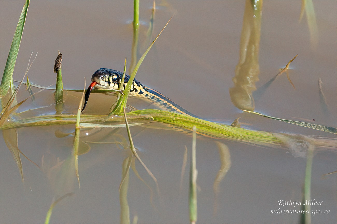 little Garter Snake.jpg