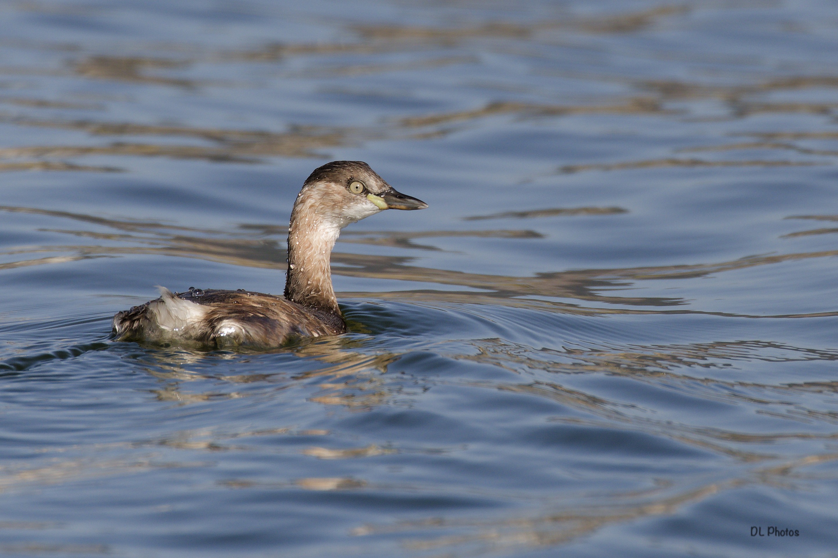 Little grebe