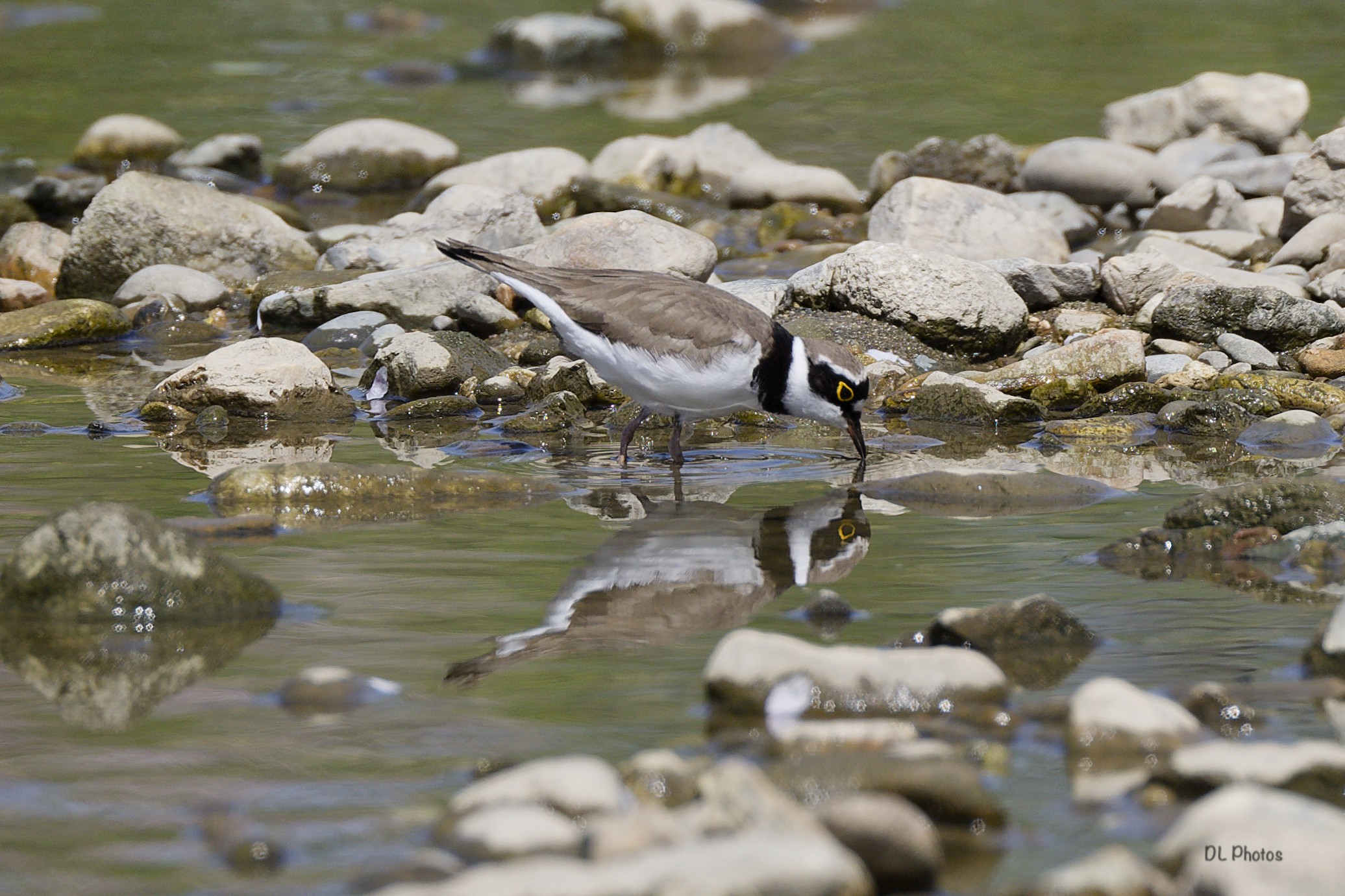 Little ringed plover