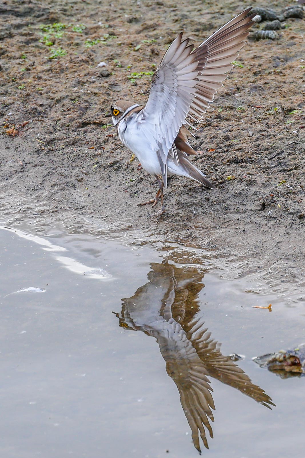 Little Ringed Plover