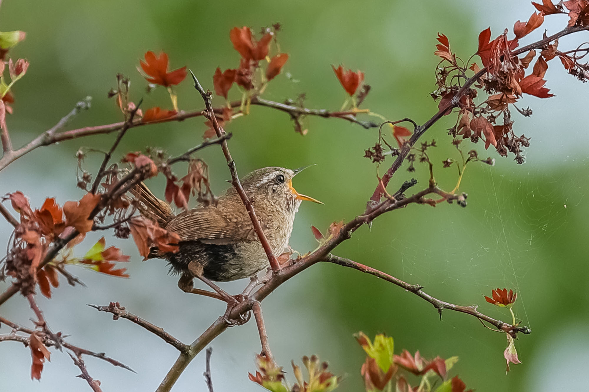 Little Wren