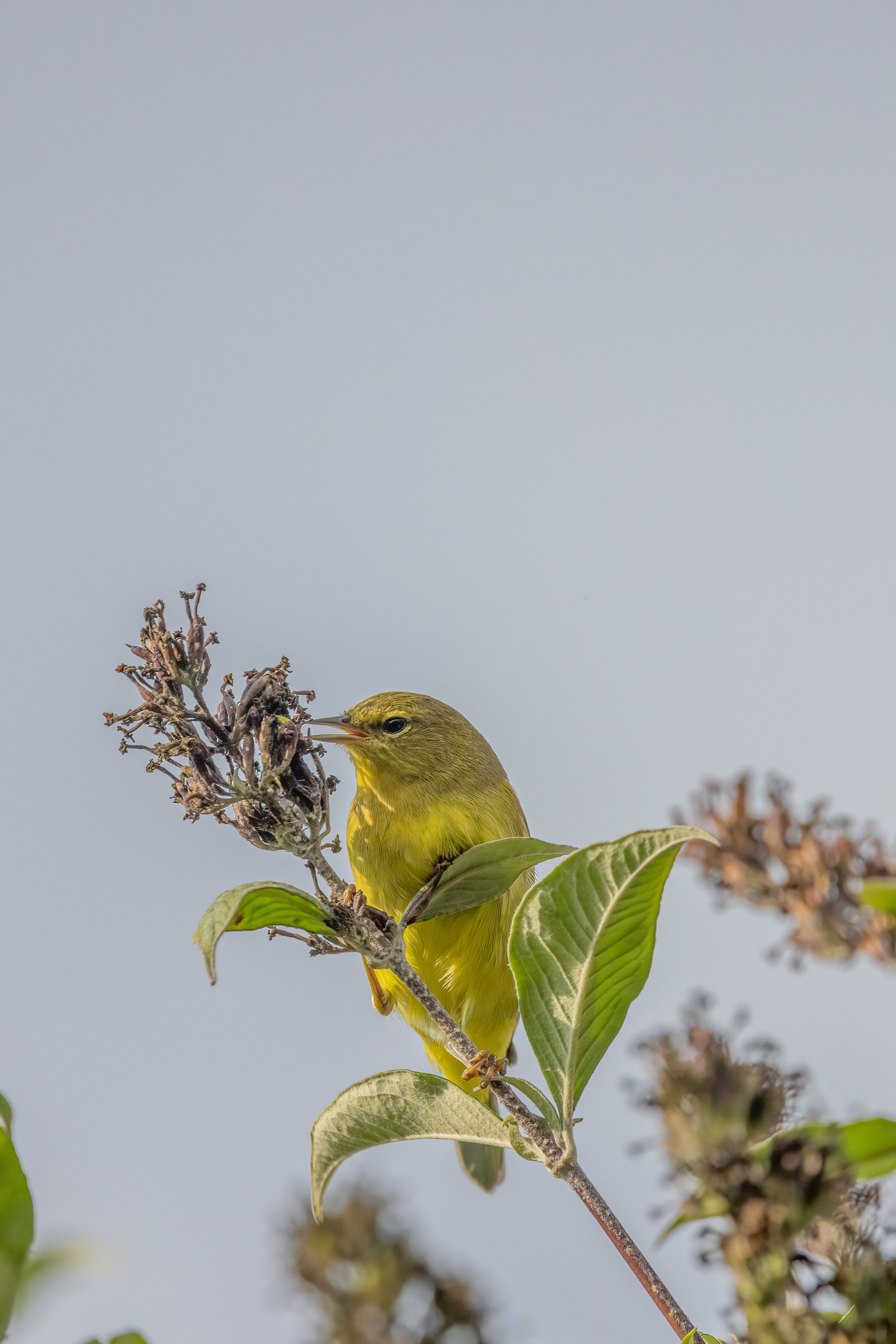 Little Yellow Bird