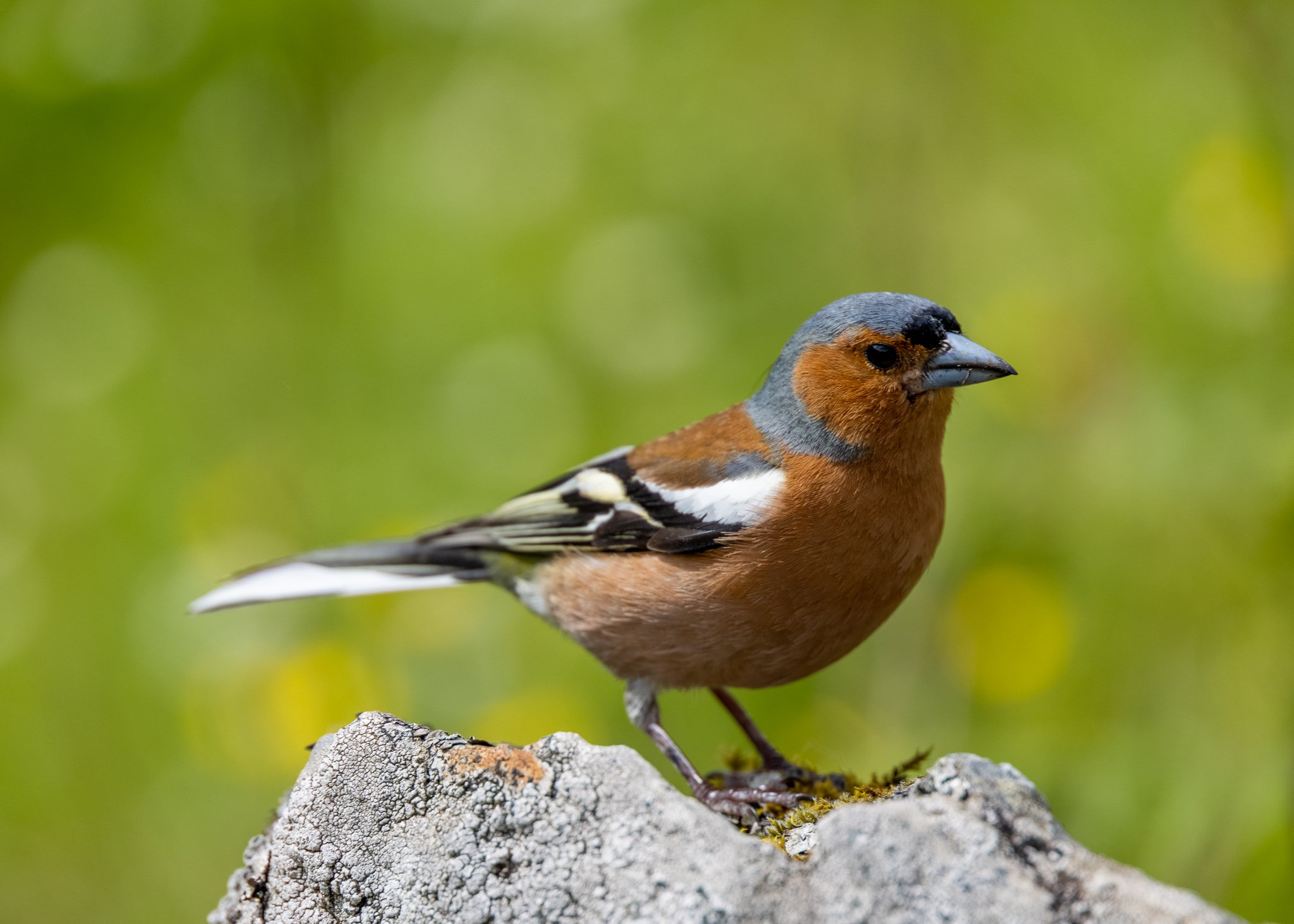 Lone Chaffinch.jpg