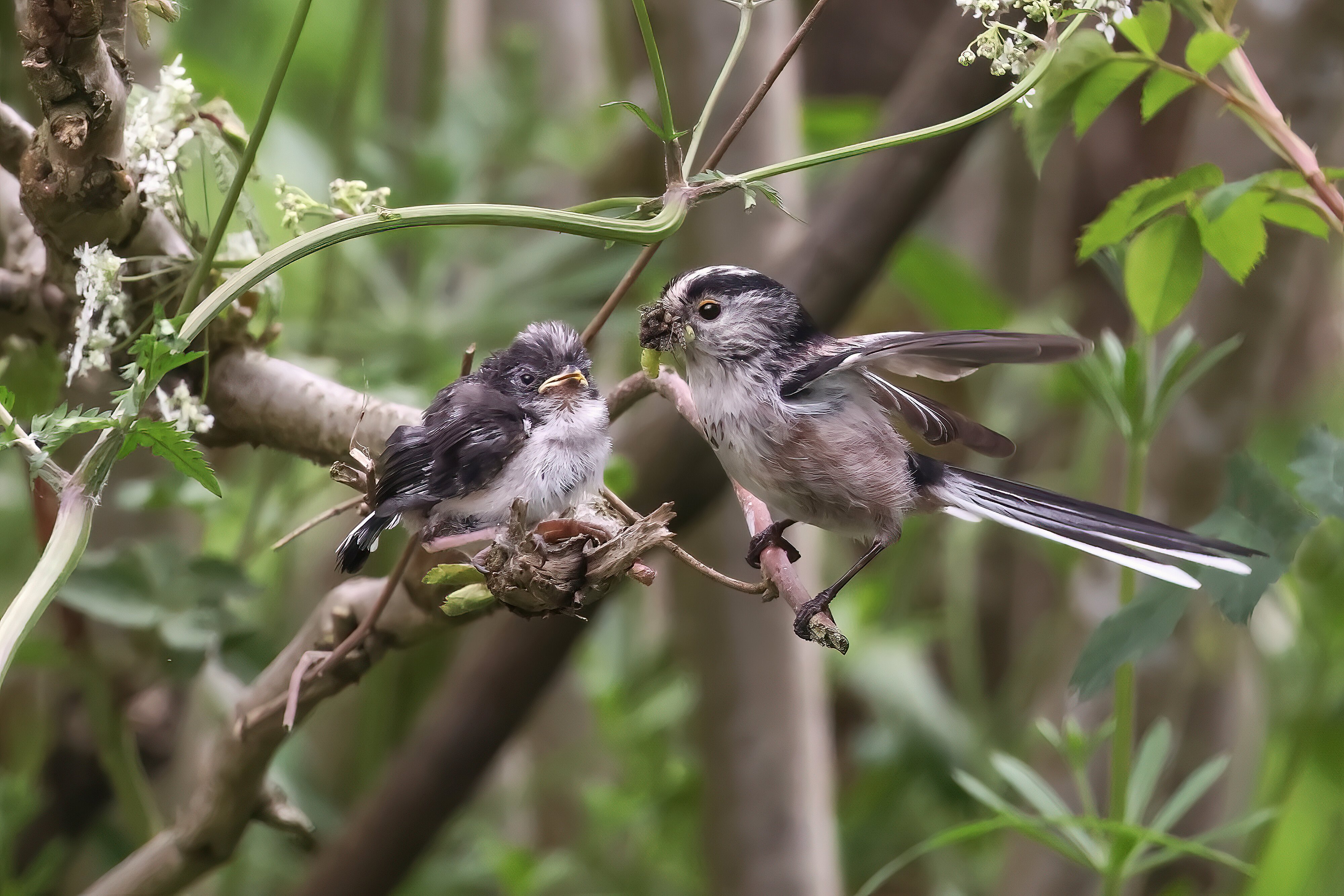 LONG TAIL TIT.jpg