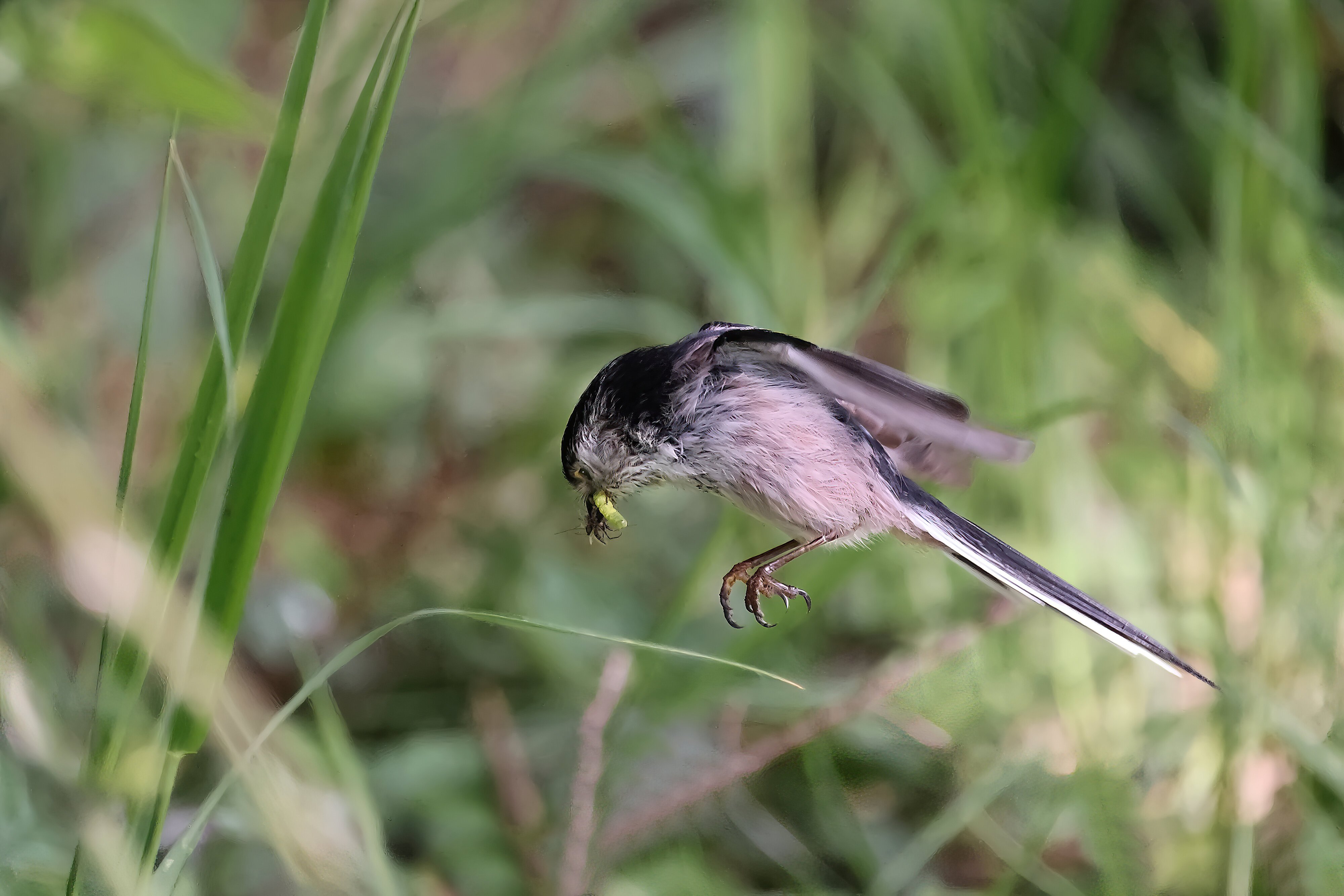 LONG TAIL TIT.jpg