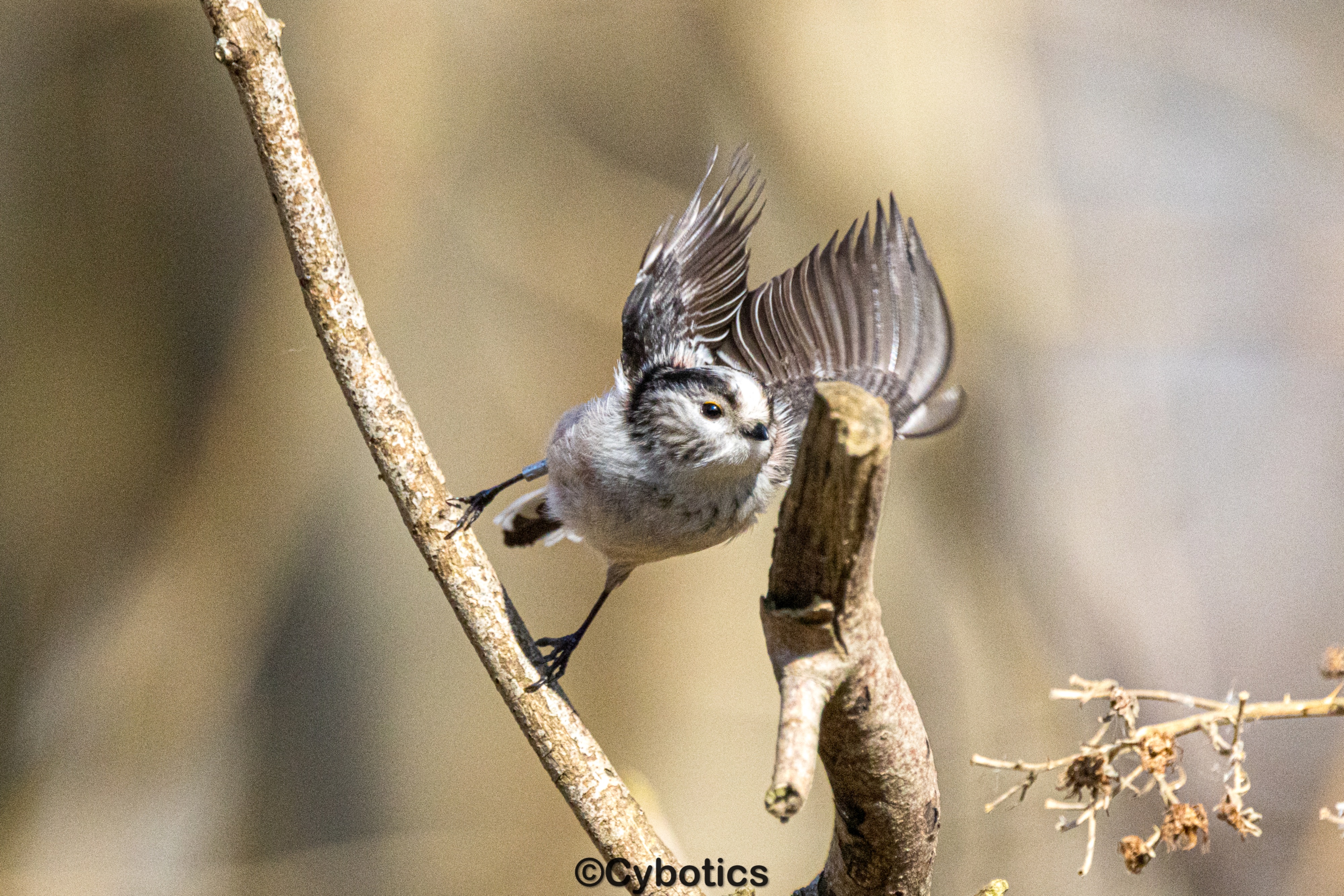 Long Tailed Tit