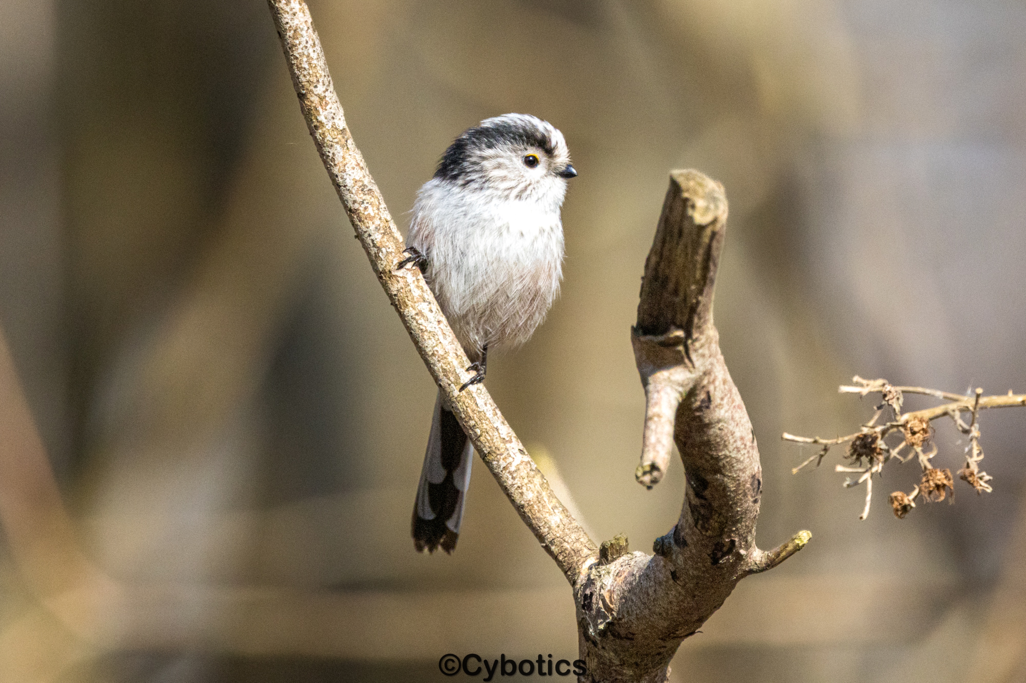 Long Tailed Tit