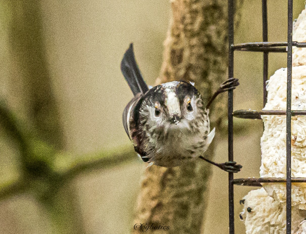 Long Tailed Tit