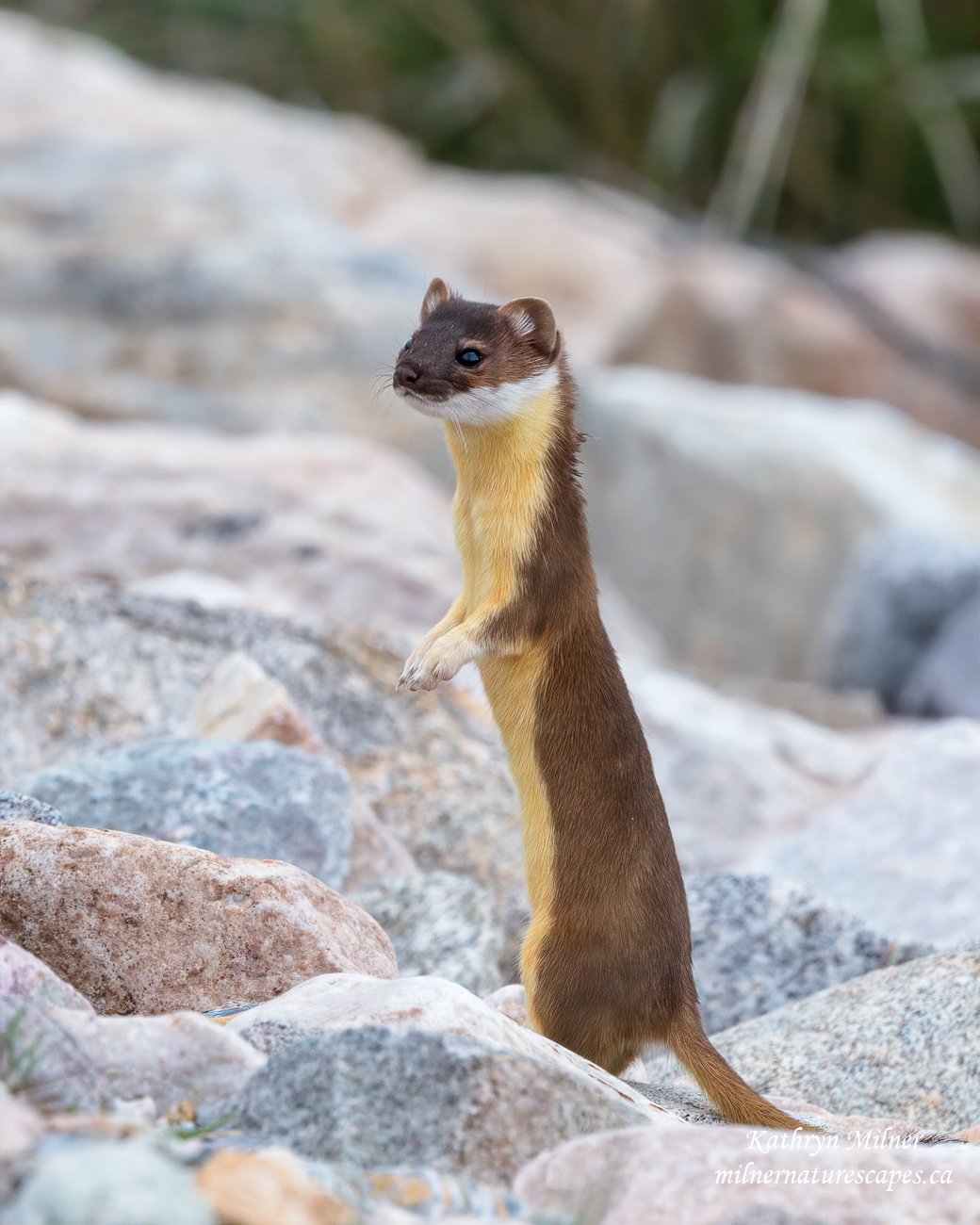 Long-tailed Weasel standing.jpg