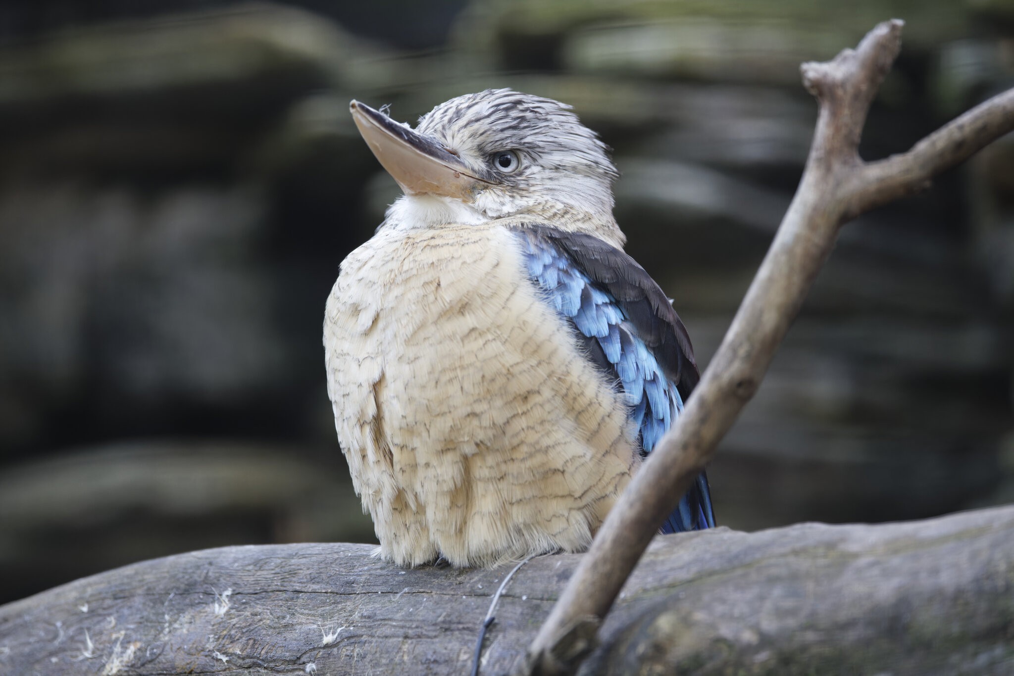 Loriquet.jpg | Canon RF Shooters Forums