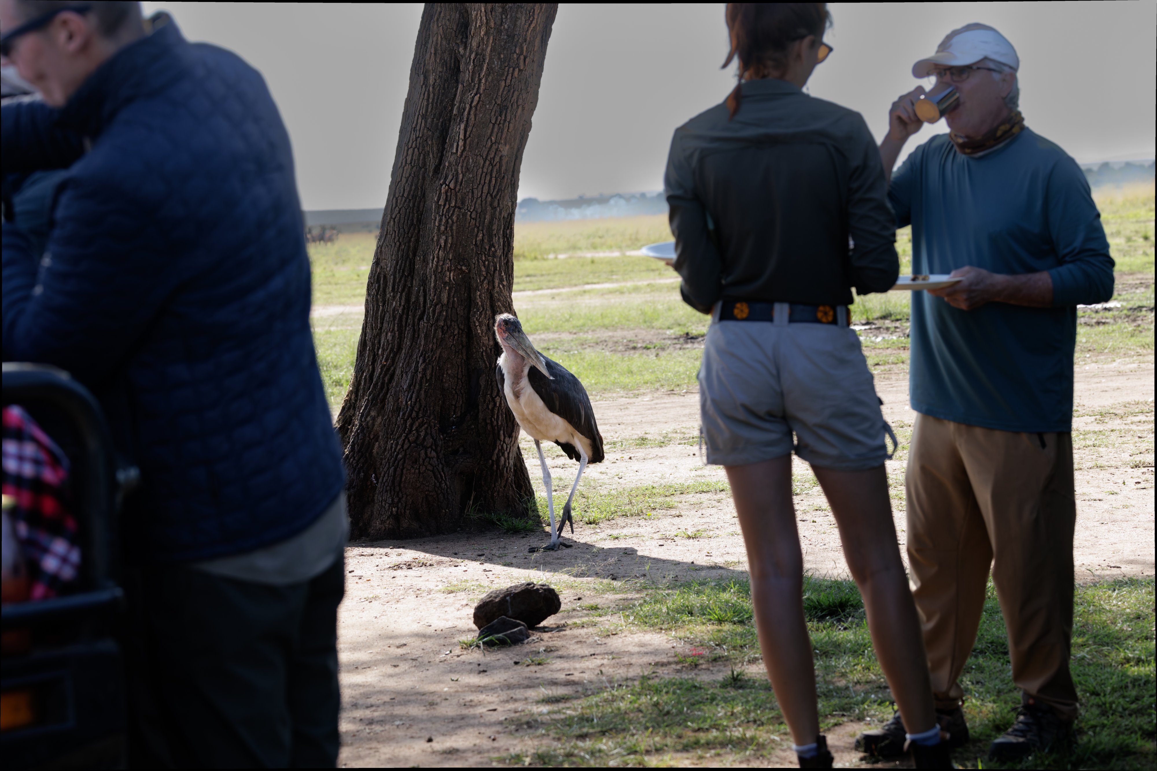 Luncheon Visitor, Masai Mara Kenya.jpg