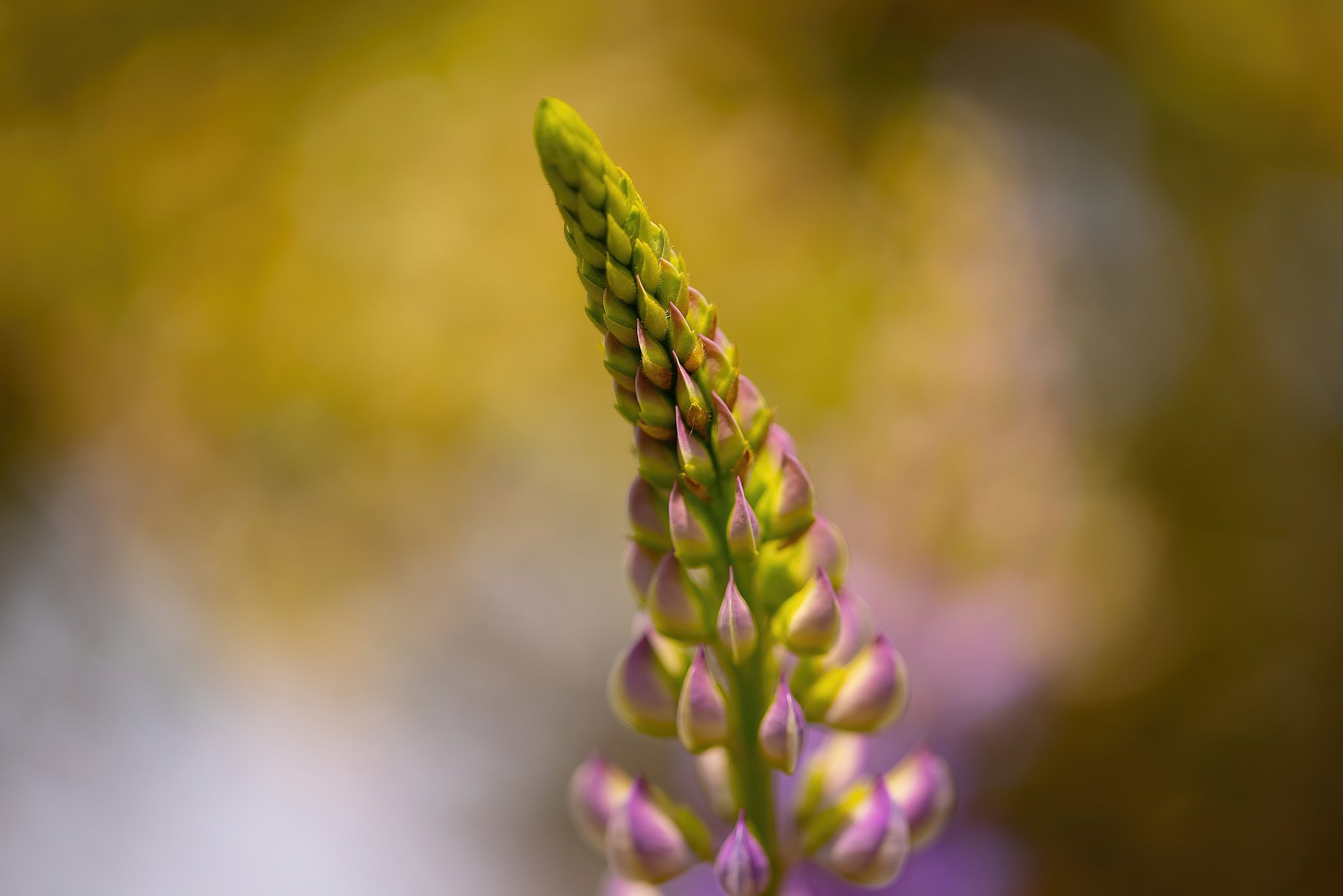 Lupin