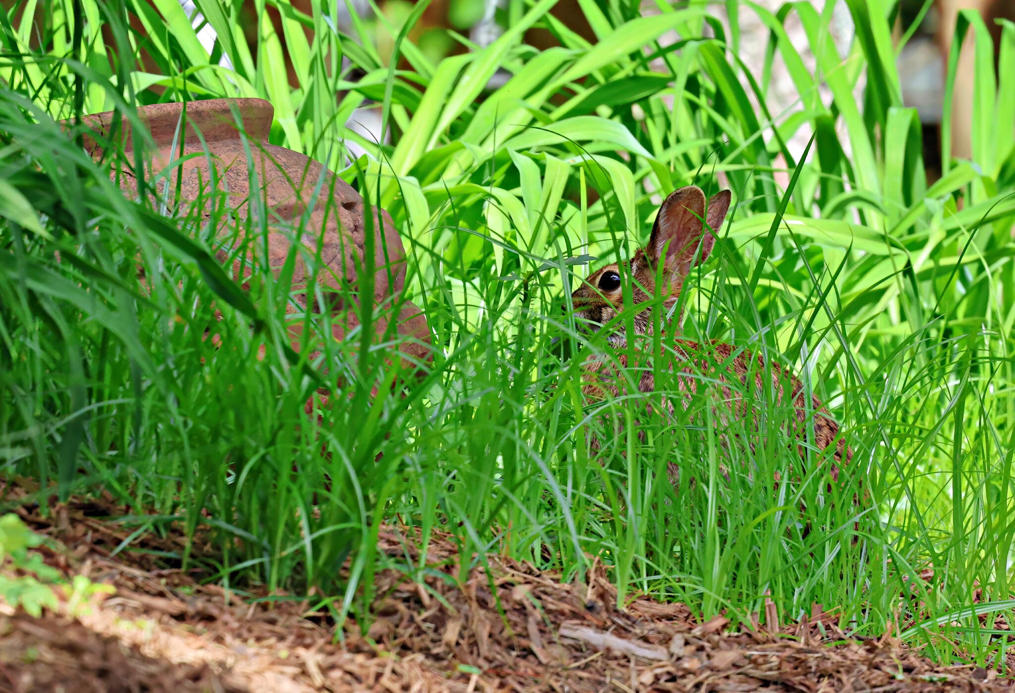 Lurking Hare.jpg