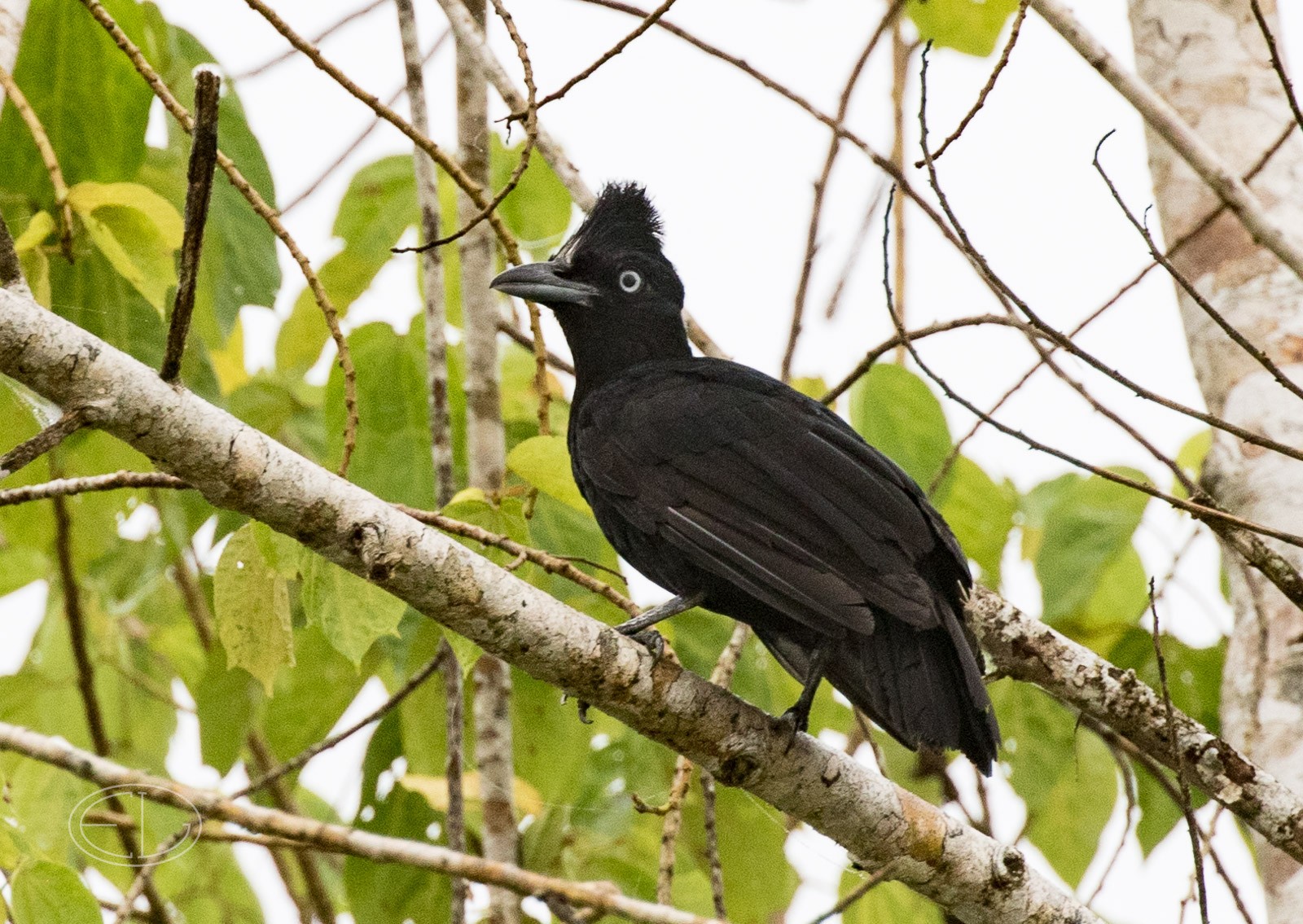 M2_G6468 Amazonian Umbrellabird.jpg